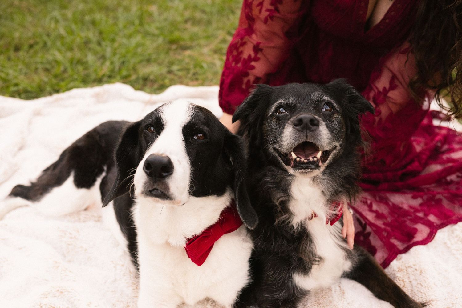 Close up of happy black and white border collie dog with red bow tie.