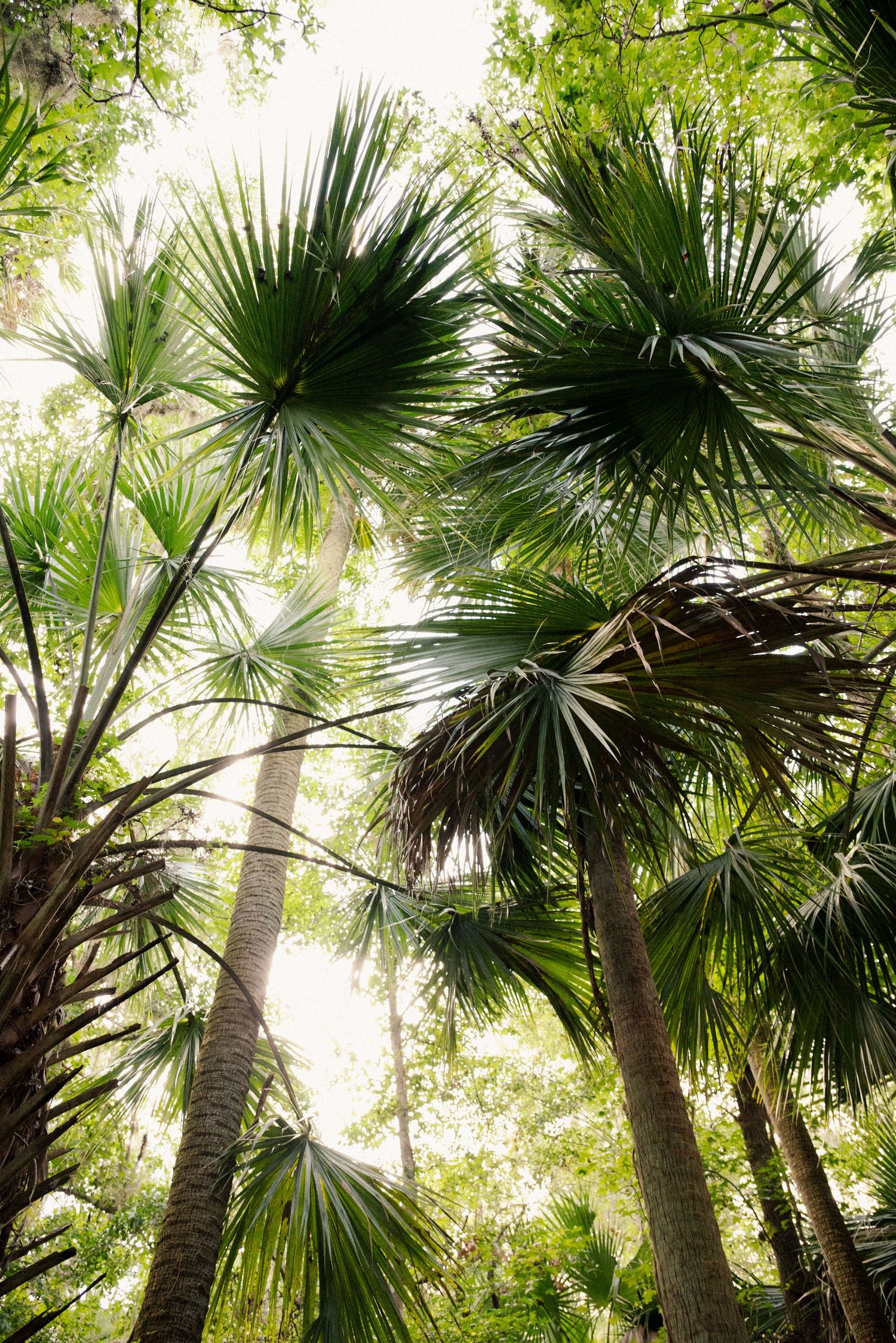 Looking up at towering palm trees with fan-shaped leaves against bright sky.