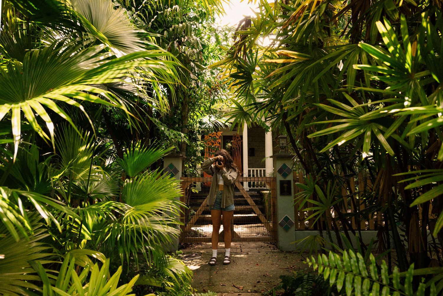 Lush tropical palm plants create a dense green canopy in a garden setting.