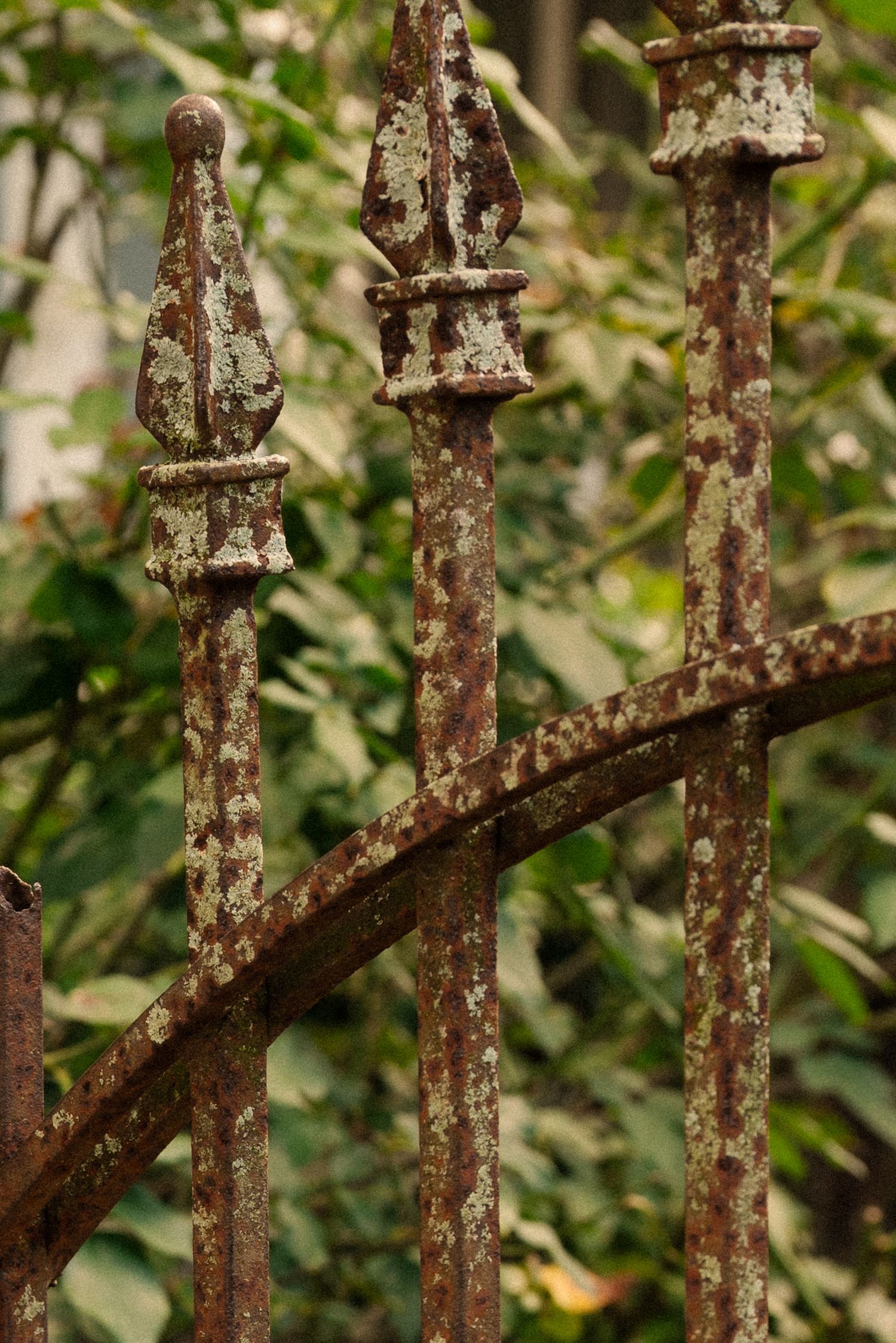 Close-up of rustic iron fence bars with lichen and moss growing on metal surface.