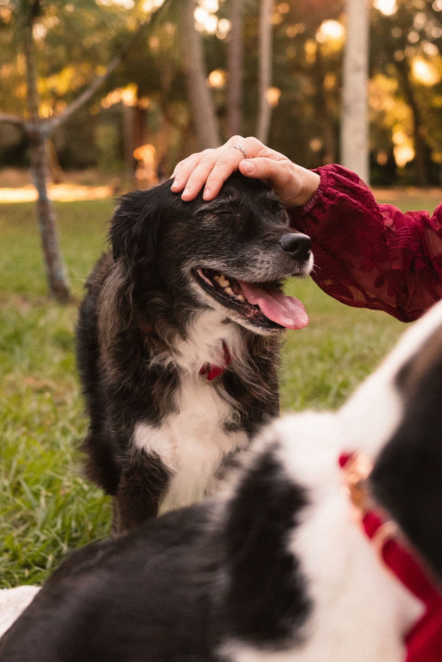 Black and white border collie receiving affectionate pets while lying in grass at sunset.