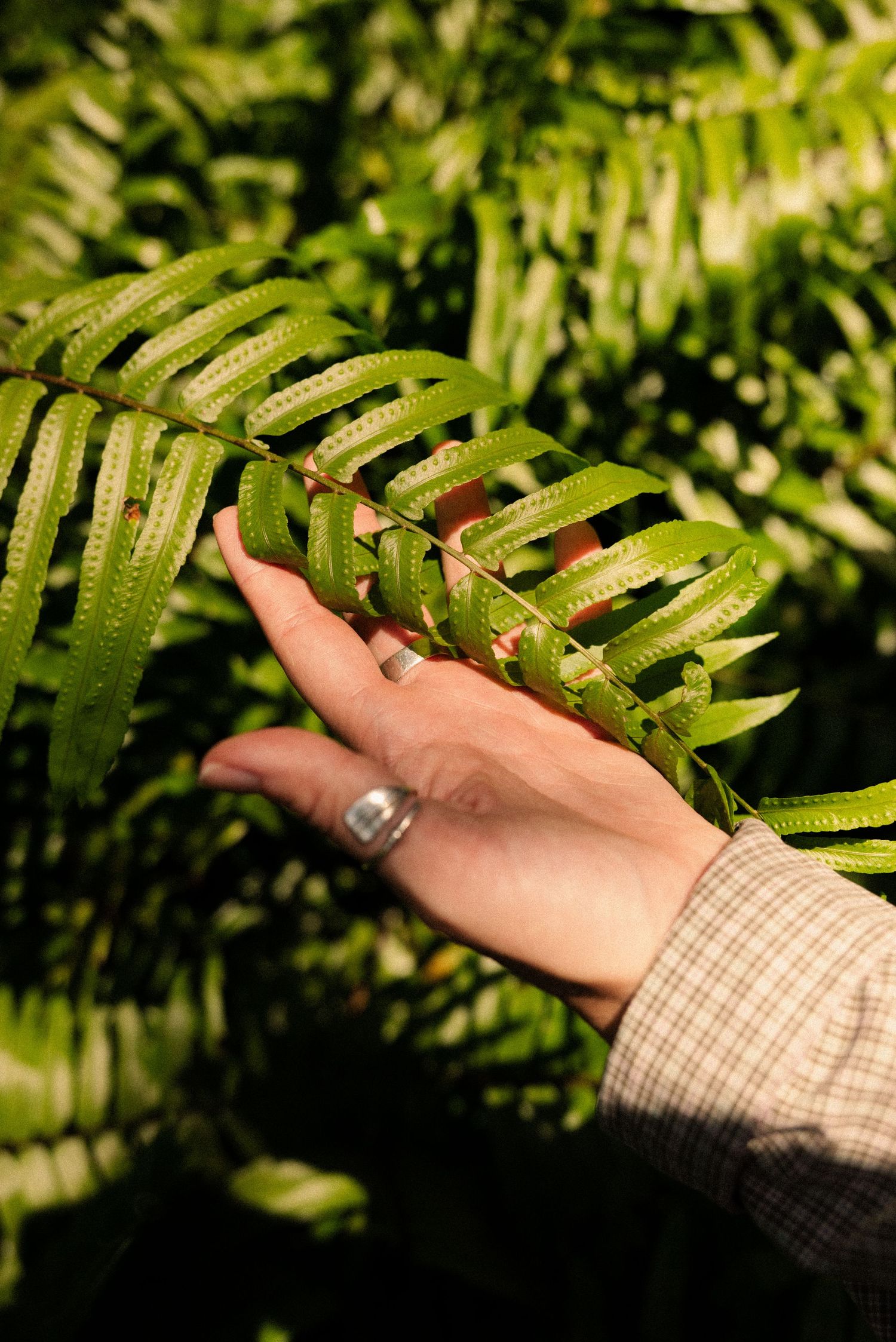 Hand gently touching green fern leaves in natural sunlight.