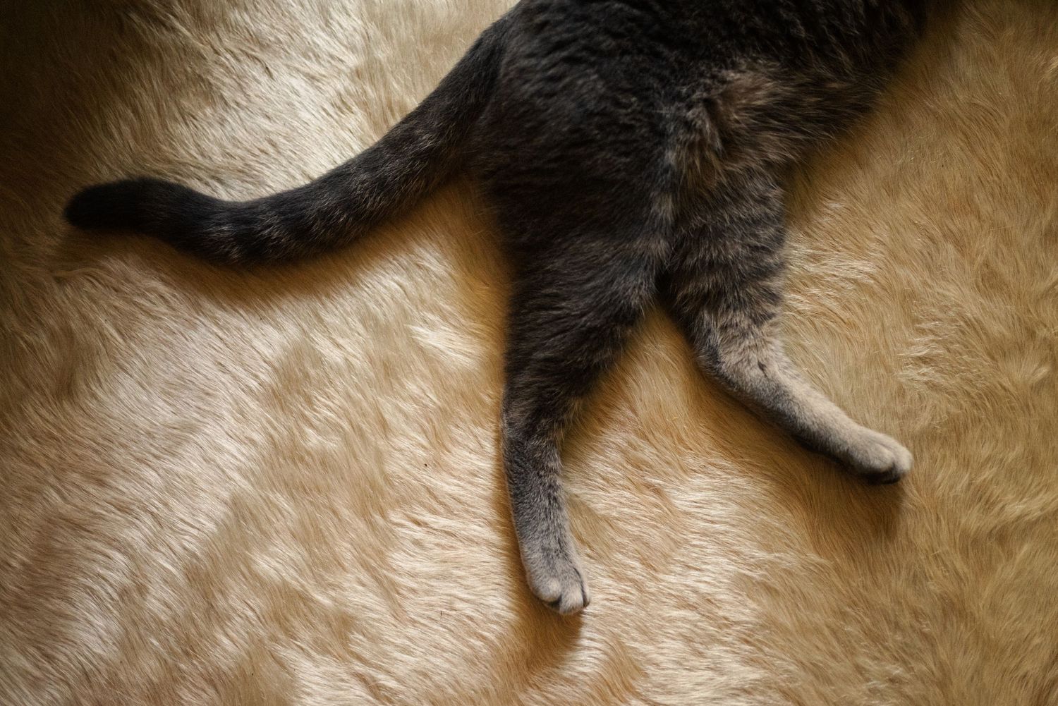 Close-up detail of fur texture in warm sepia tones.