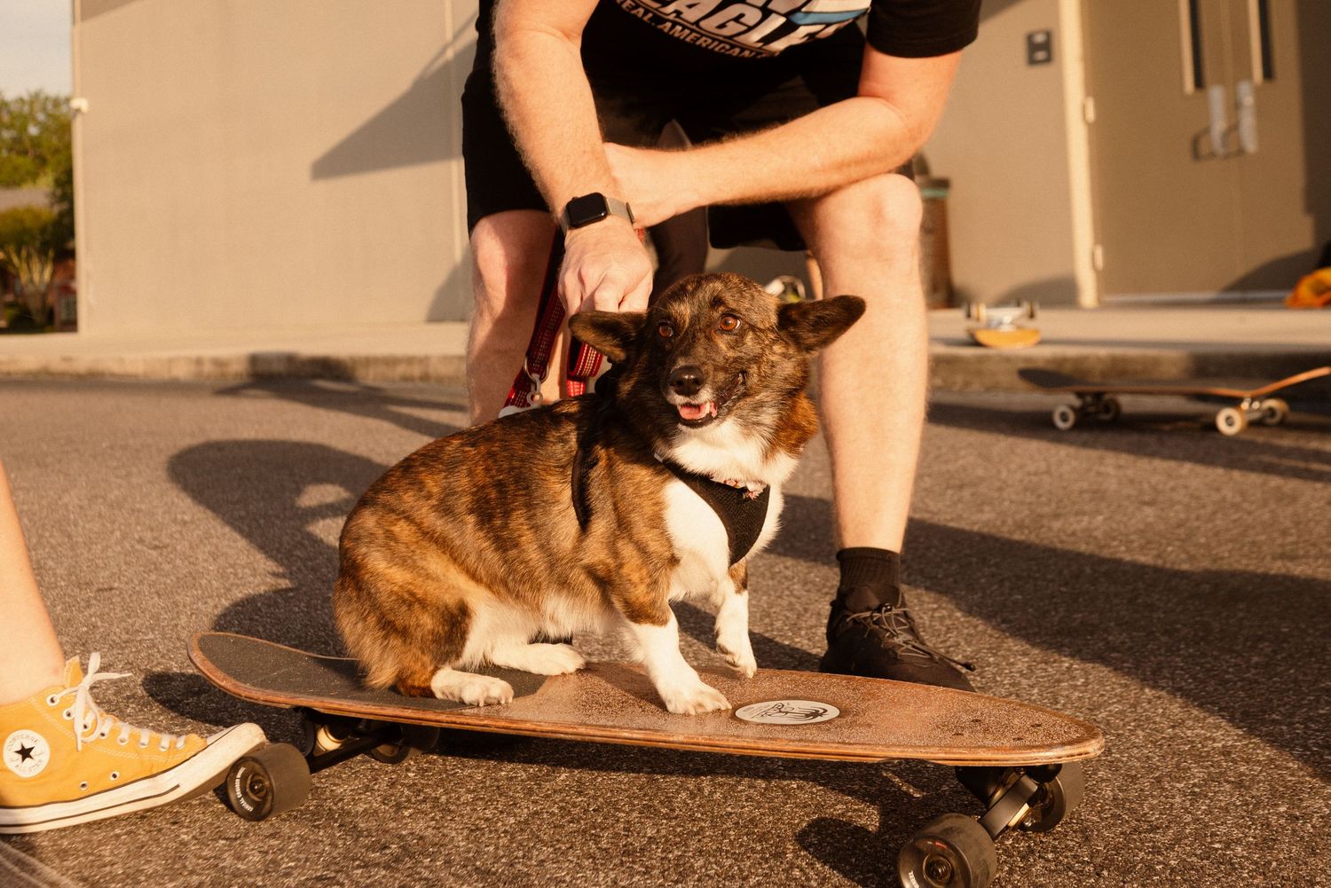 A skateboarding sequence featuring a cat watching the action from the ground.