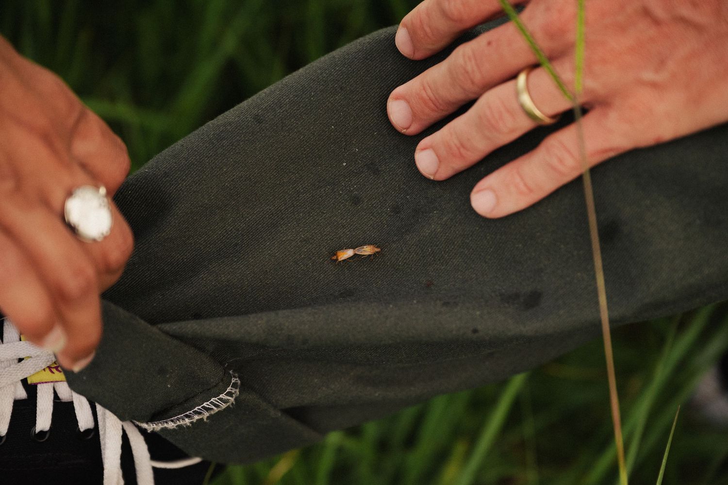 Hands holding small objects in a grassy field during sunset.