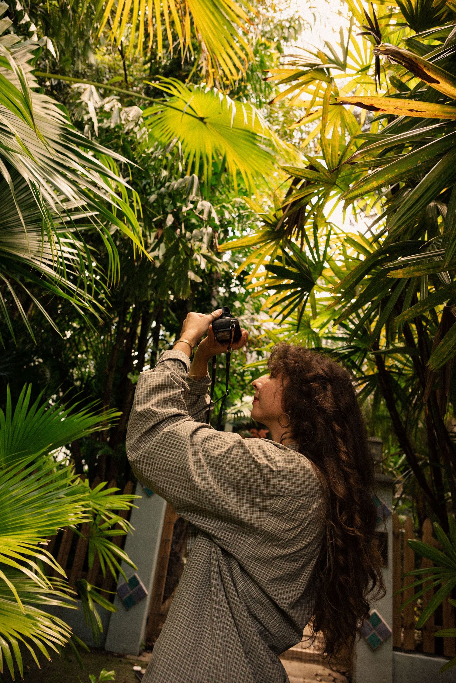 Golden sunlight streams through tropical palm leaves in a garden setting.
