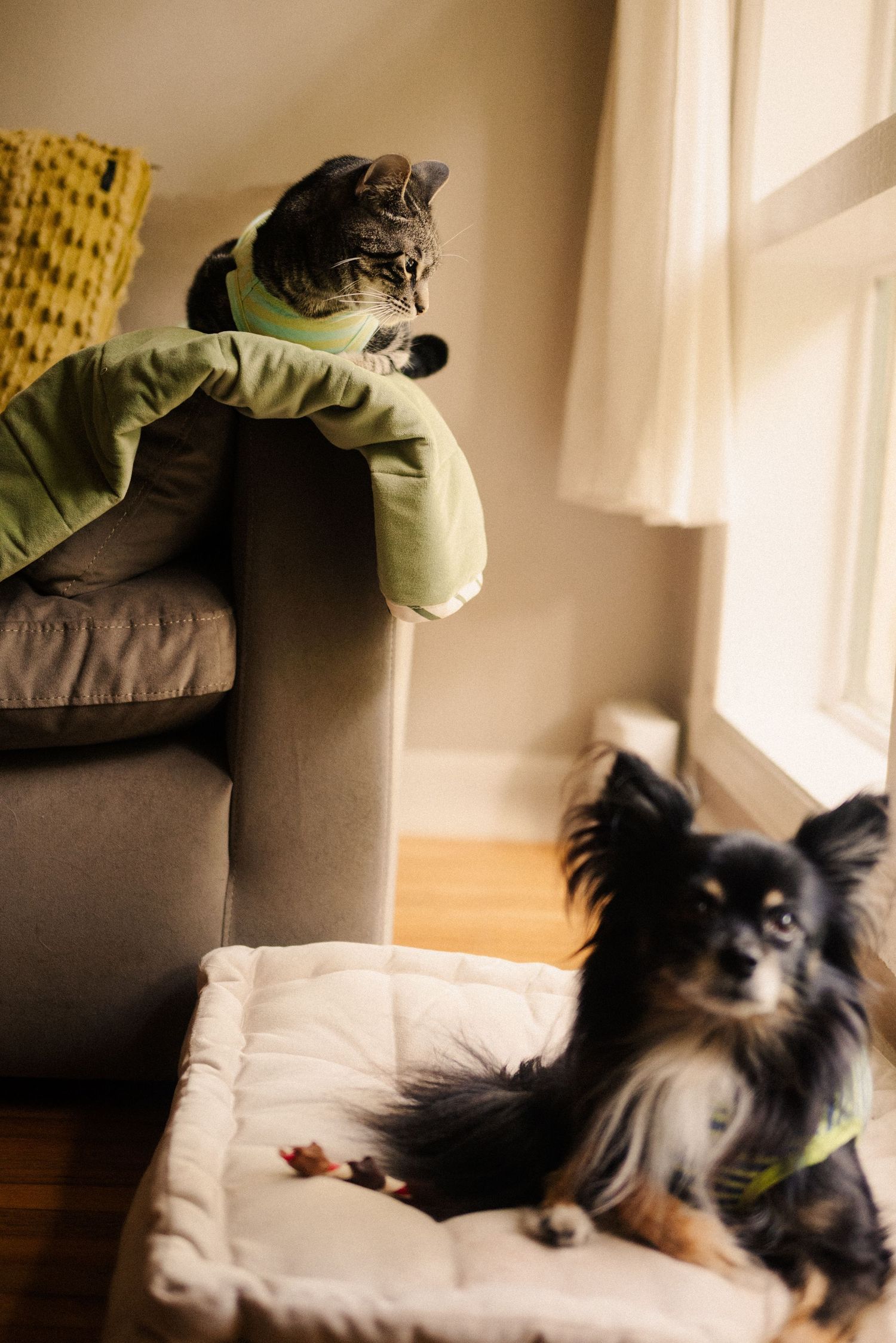 A black and tan dog lounges on white cushions in sunlit room.