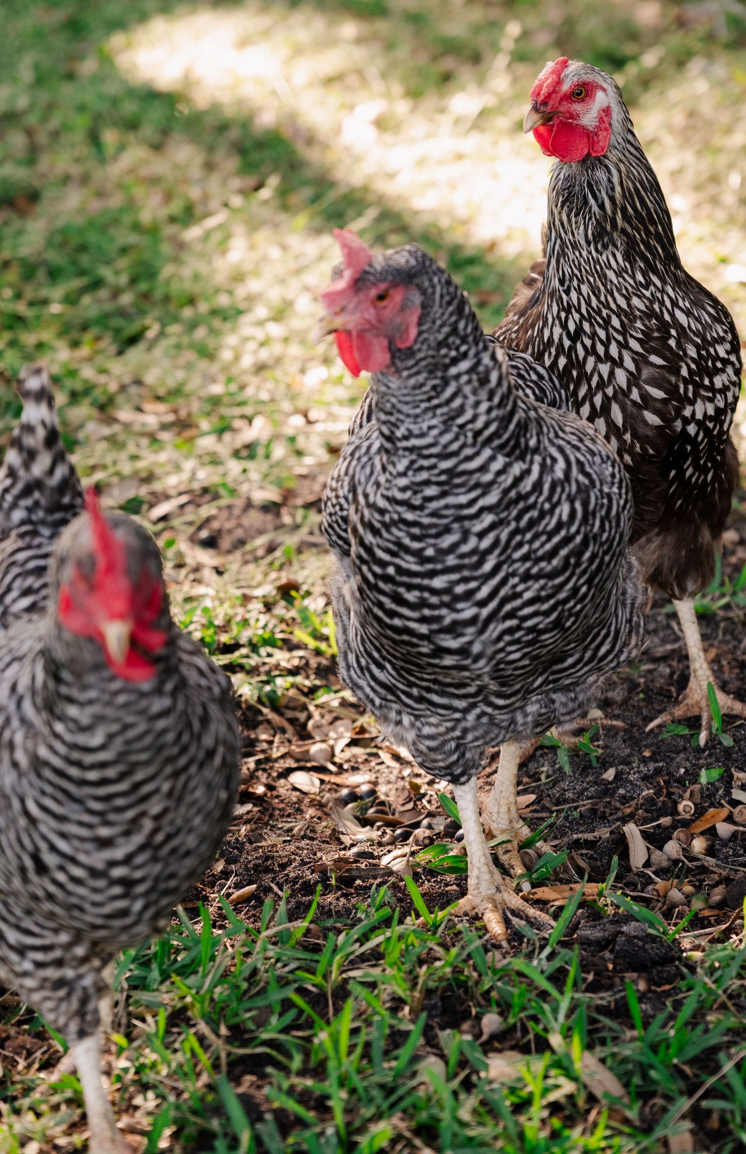 Barred Plymouth Rock chickens with distinctive striped feathers explore a garden area.