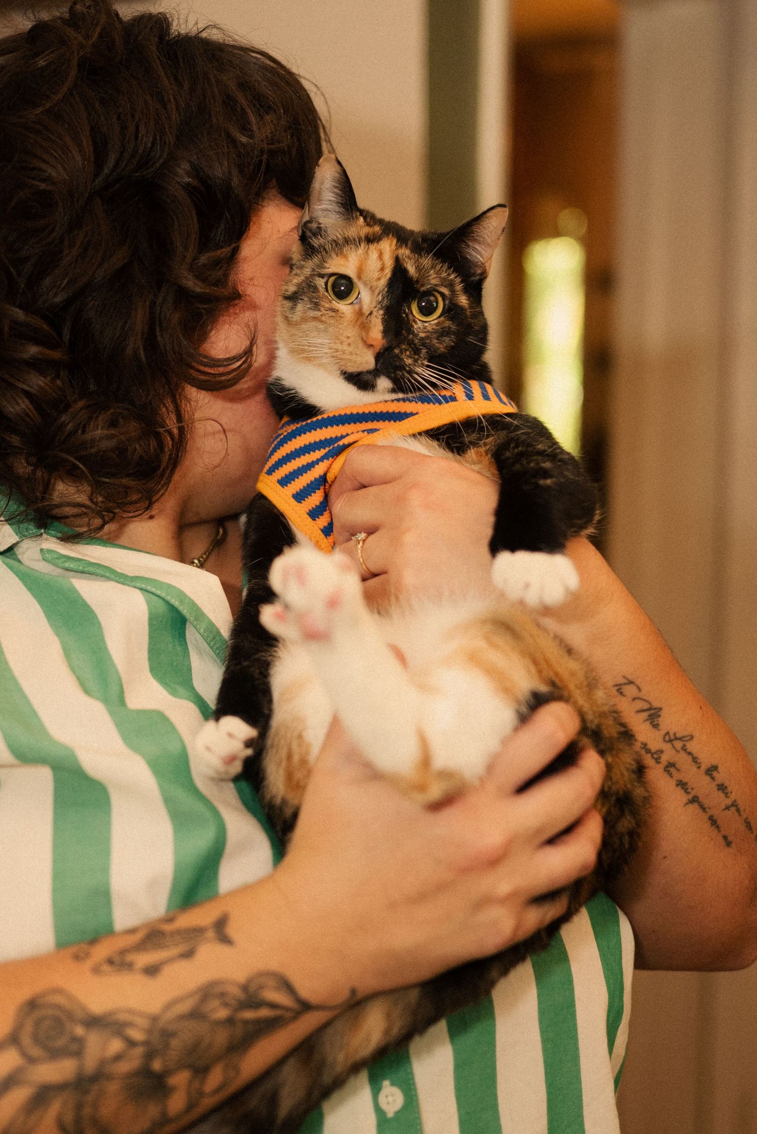 A calico cat receives affection while wearing a green and white striped shirt.