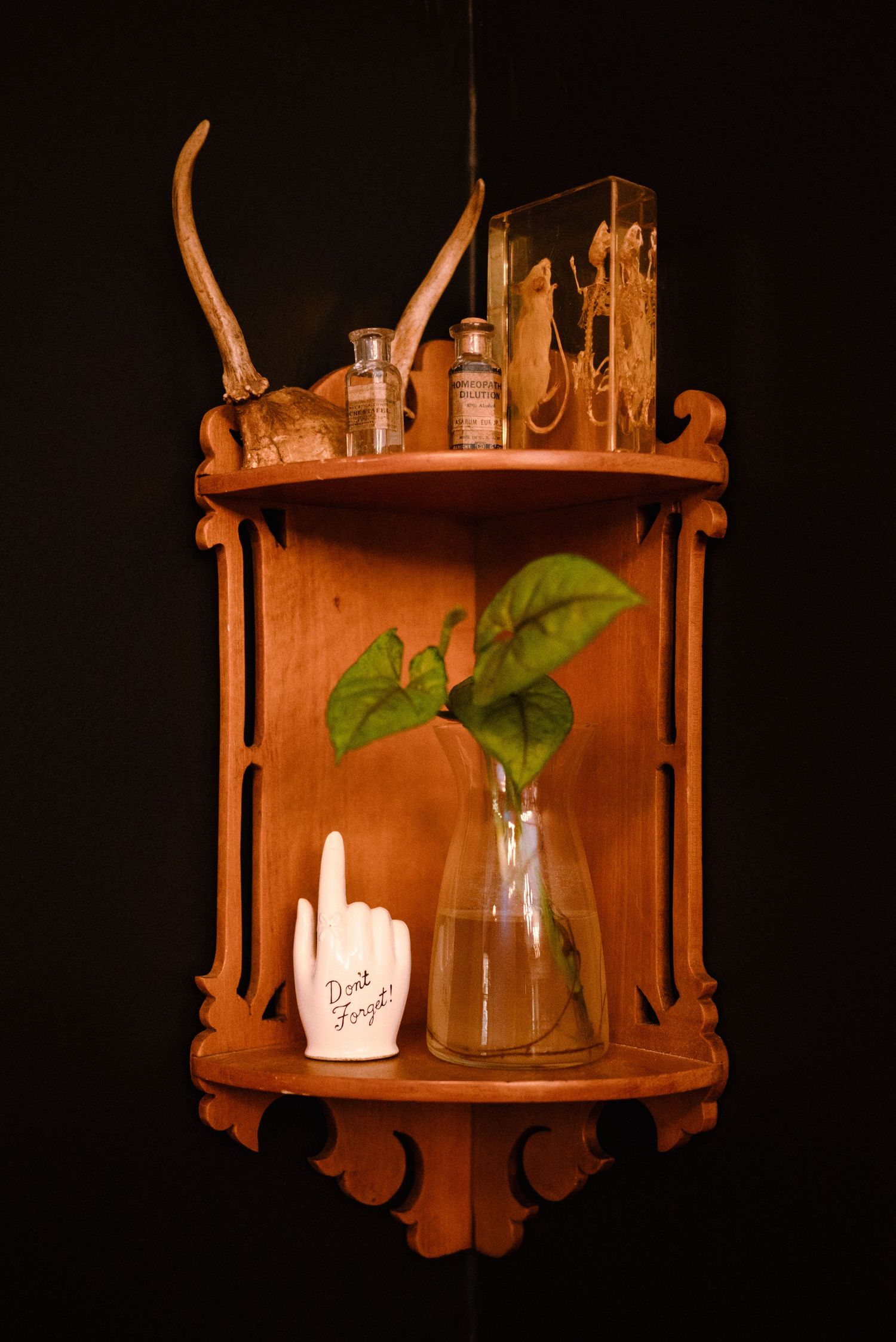 Vintage wooden wall shelf displaying glass bottles and green plants against dark background.