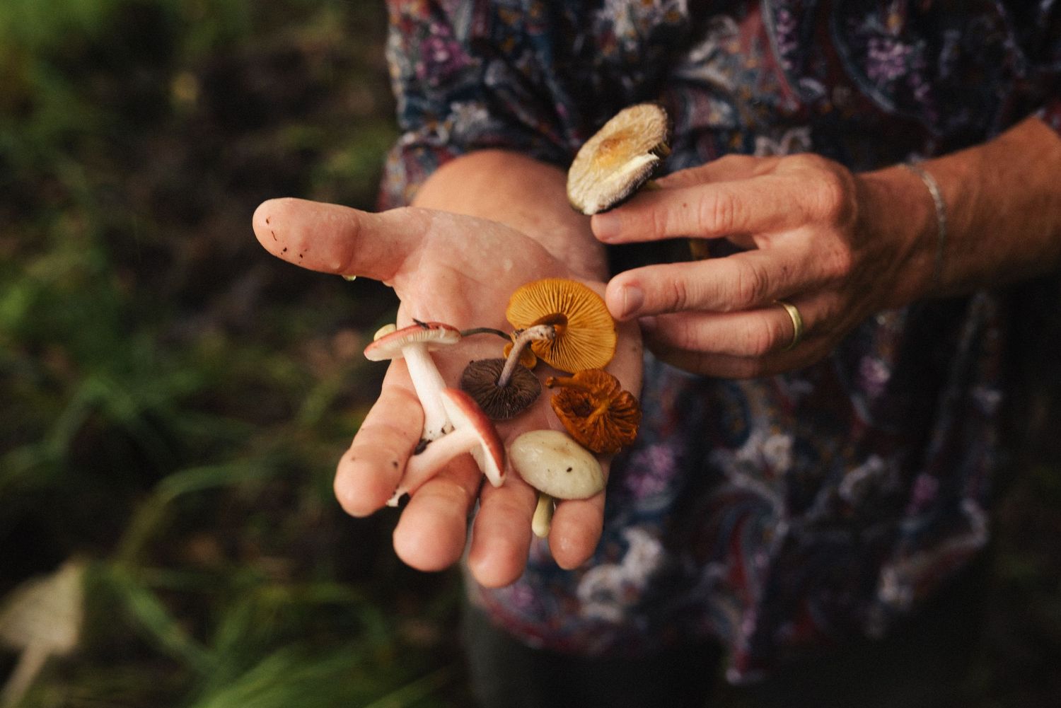 Close-up shot of hands holding a small yellow wildflower in a grassy field.