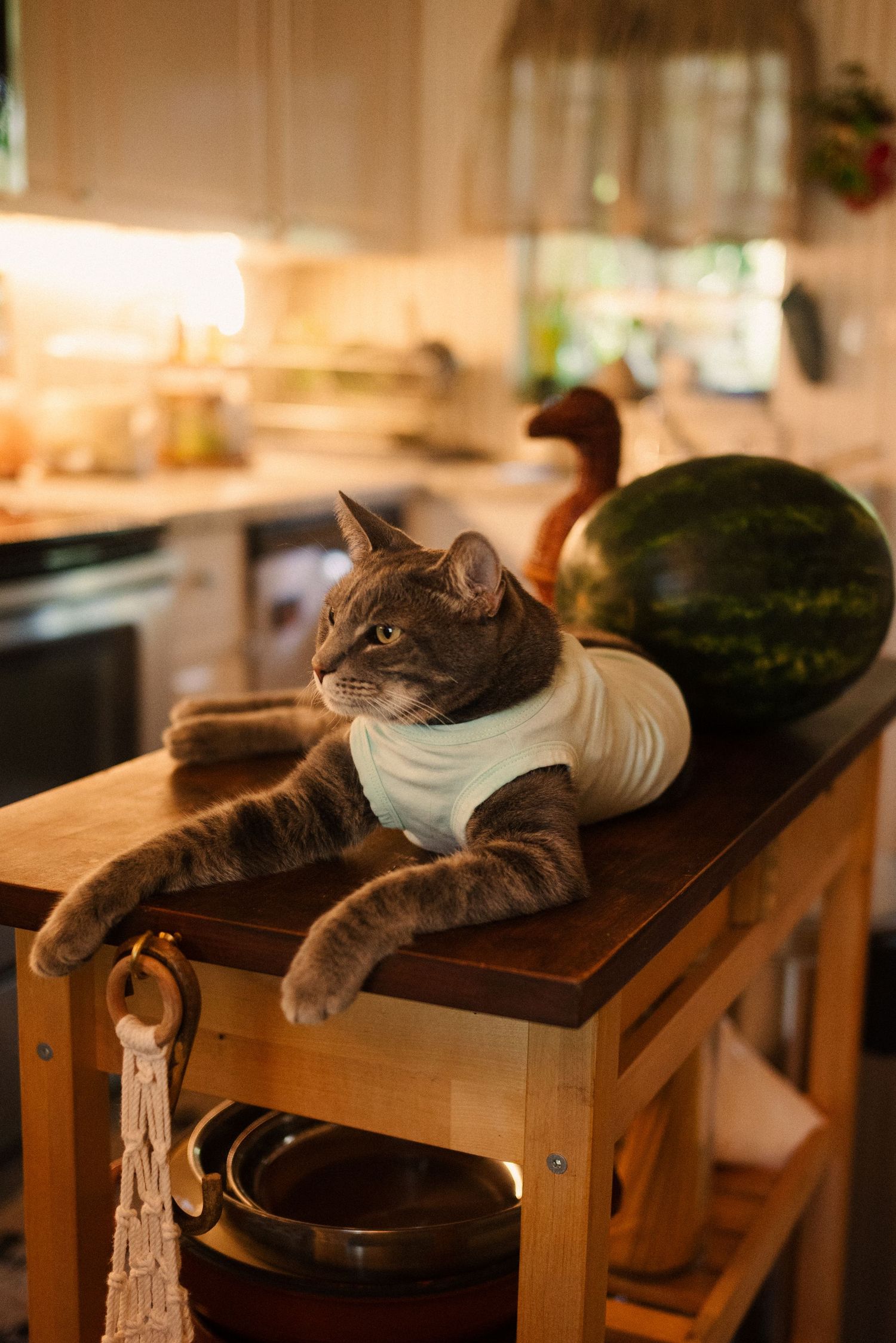 Gray cat wearing a white shirt lounges on wooden counter next to watermelon in sunny kitchen.