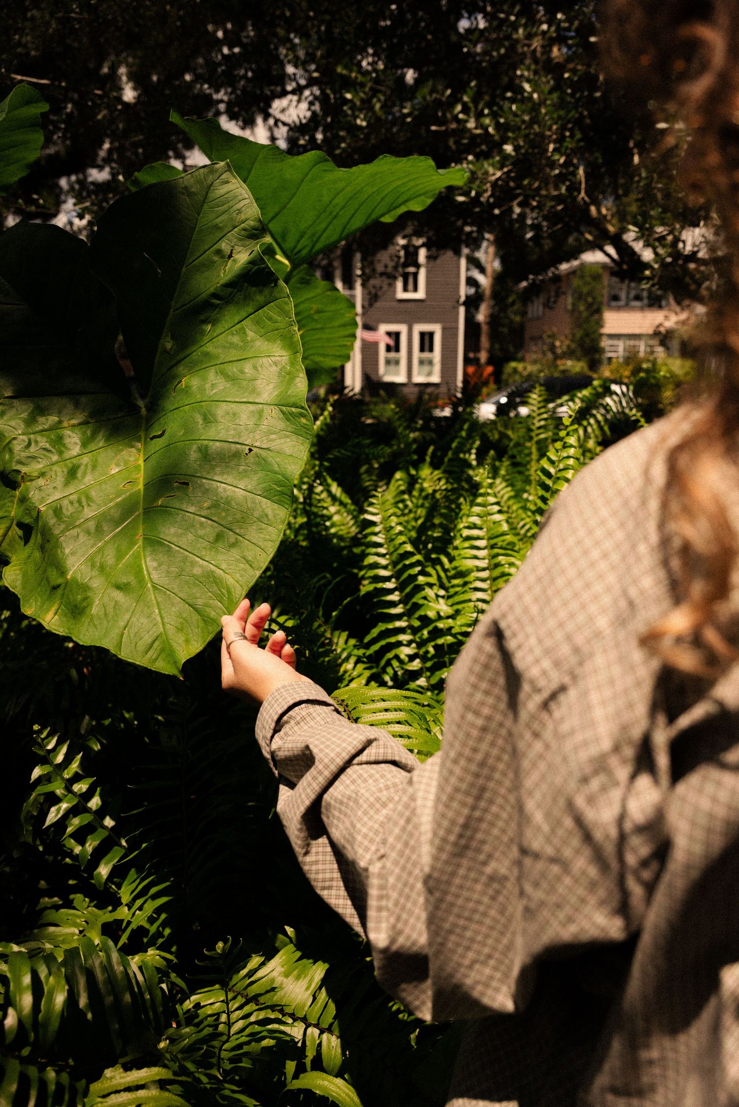 Sunlight filters through large tropical leaves creating dramatic shadows.