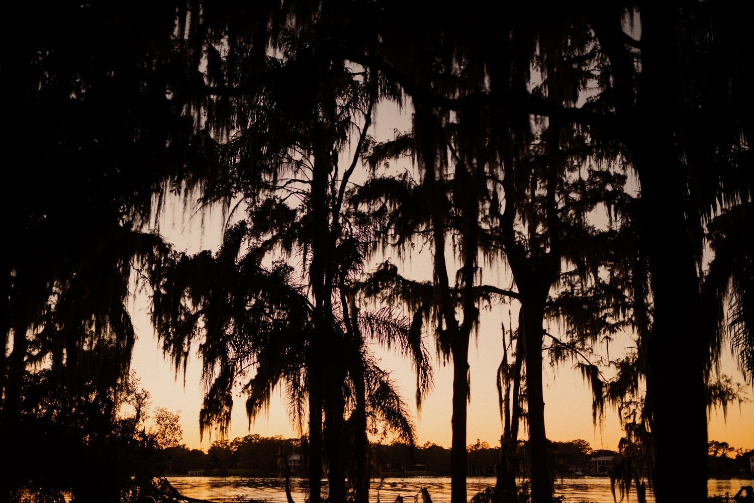 Silhouetted cypress trees against an orange sunset sky over water.