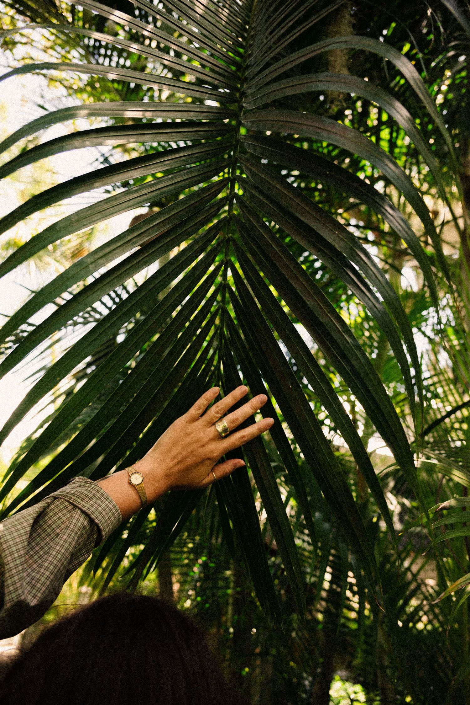A hand reaches up to touch large tropical palm fronds in dappled sunlight.