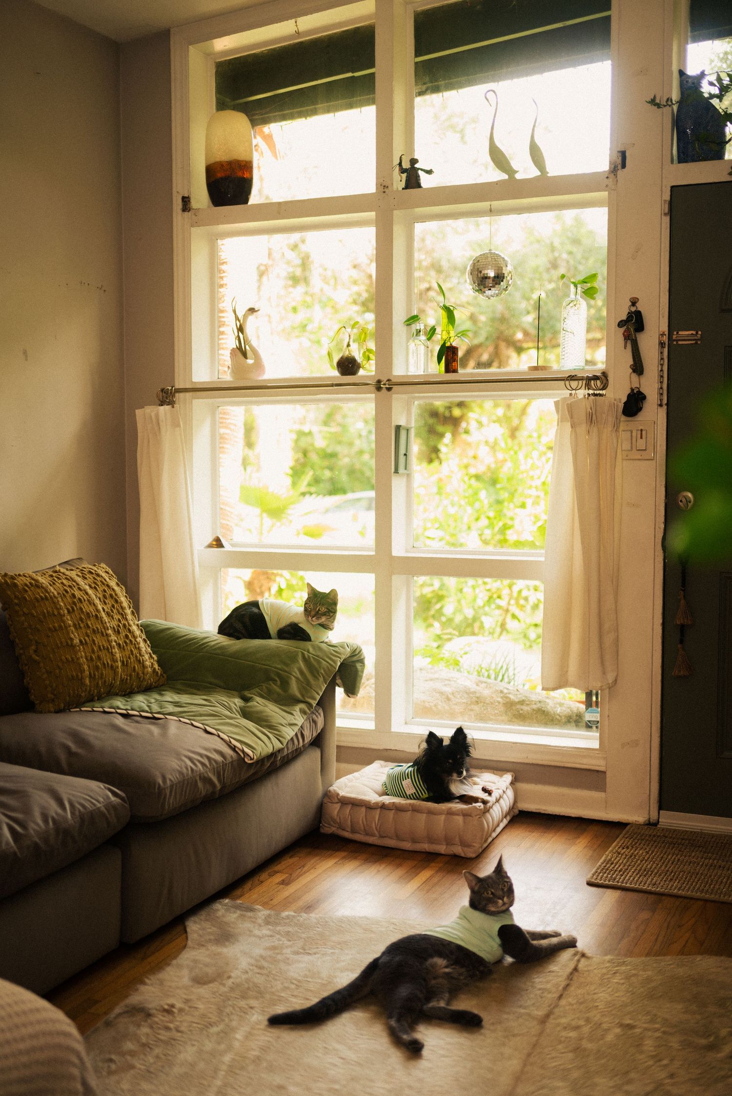 Modern living room with large windows, houseplants, and a cat lounging on gray furniture.
