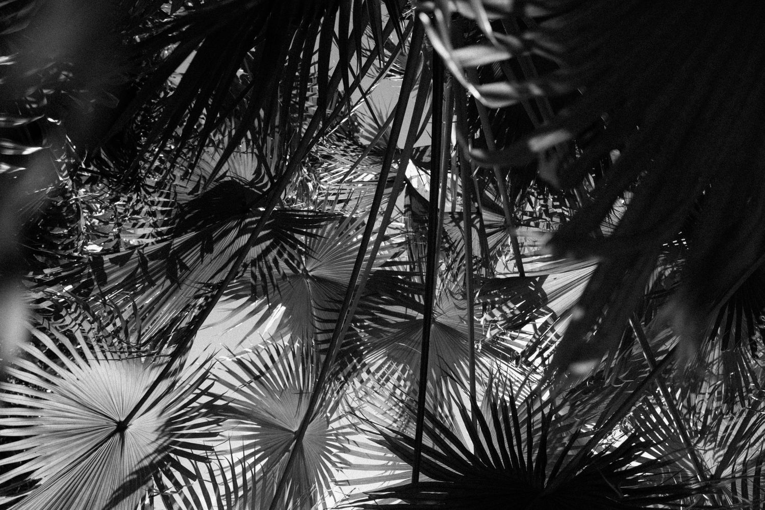 Palm fronds create dramatic silhouettes in black and white photography.