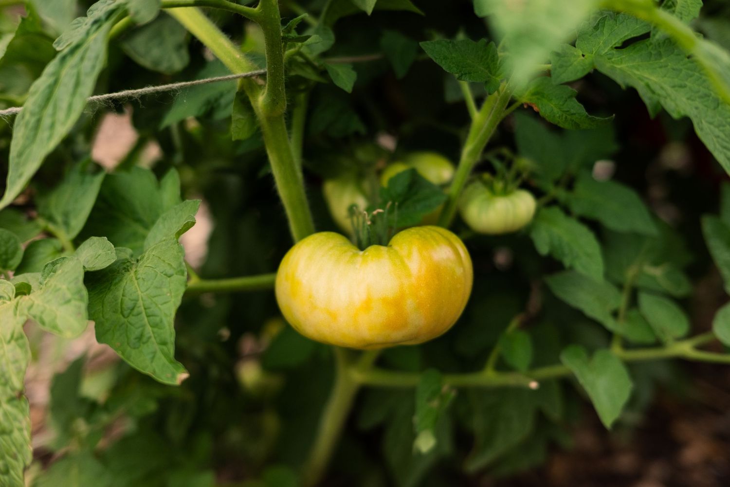 Close-up of a large green unripe tomato growing on the vine in a garden.