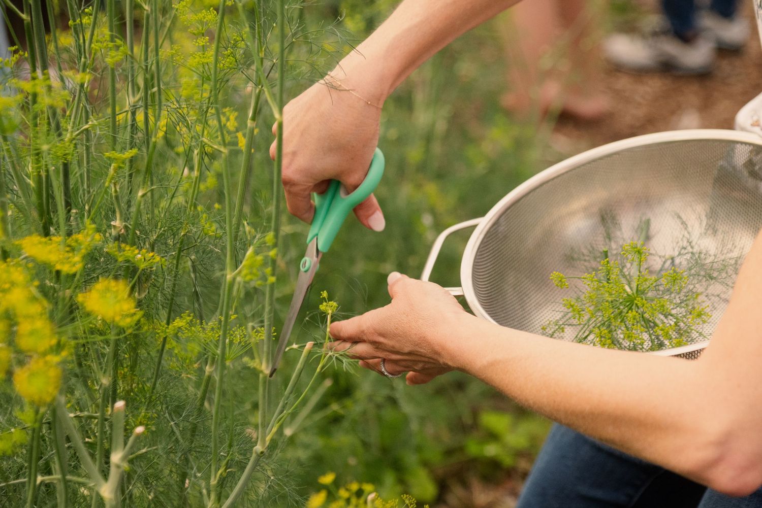 People picking fresh yellow flowers in a garden on a sunny day.