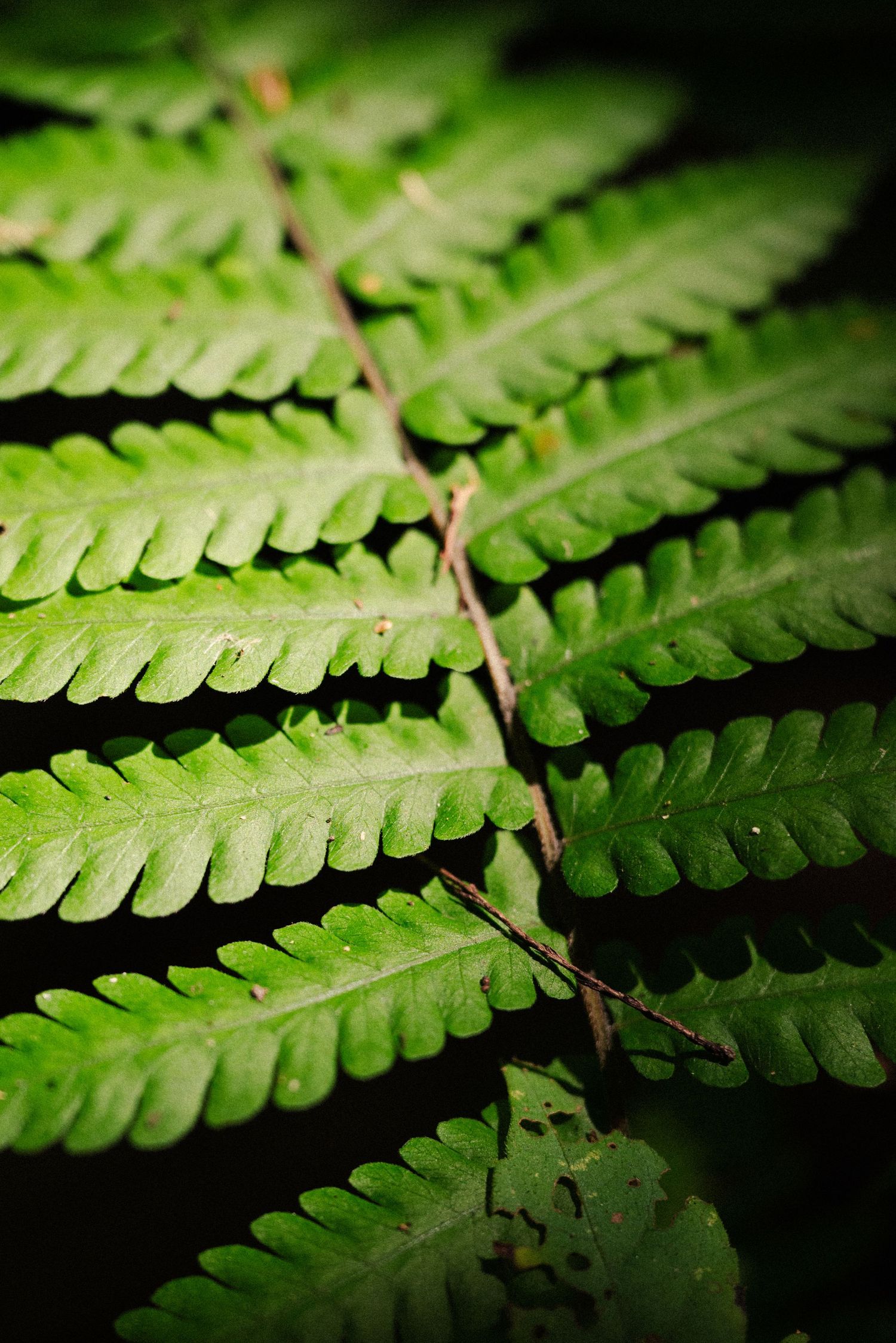 Close-up macro shot of vibrant green fern leaves with dramatic lighting.