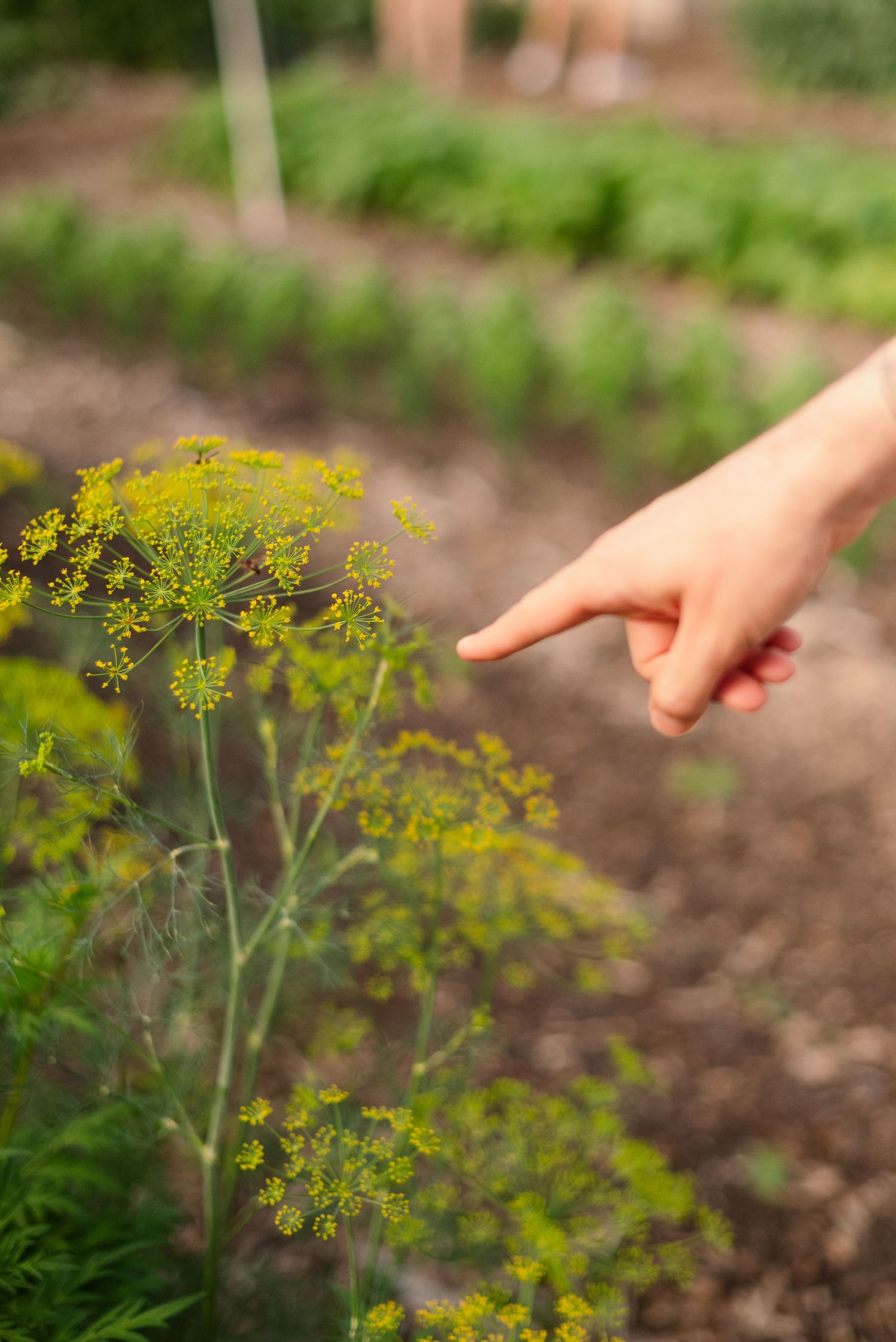 Hand pointing at yellow dill flowers growing in a garden bed.