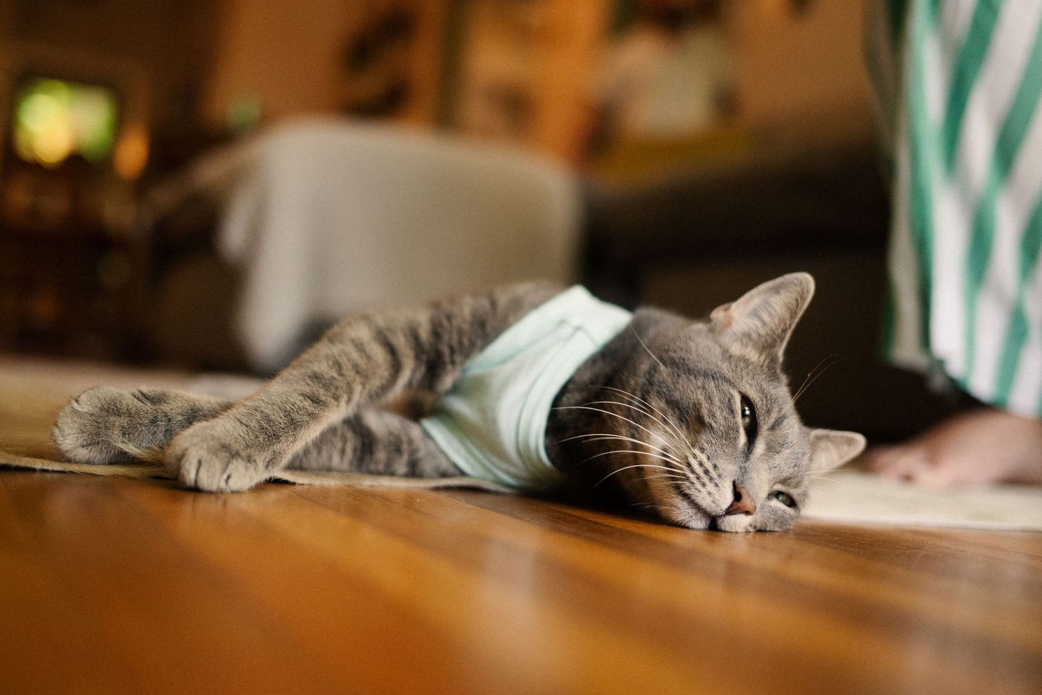 A cat rests on wooden furniture in warm natural lighting.