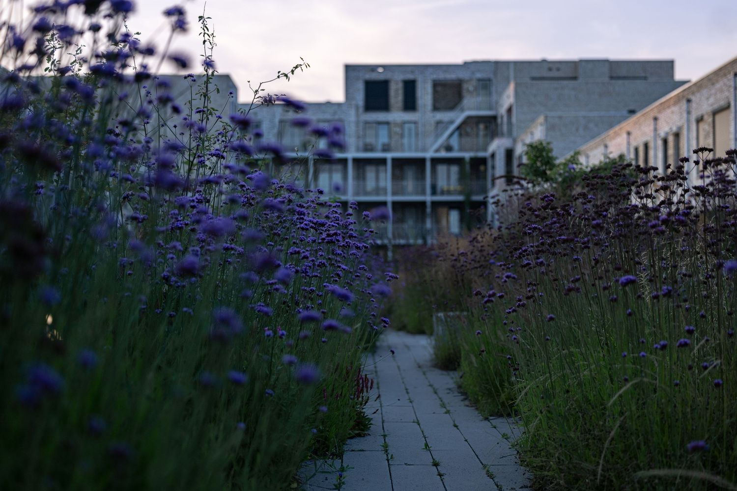 DELFT - Poortmeester sustainable gas-free housing project with natural vegetation and water recycling features.