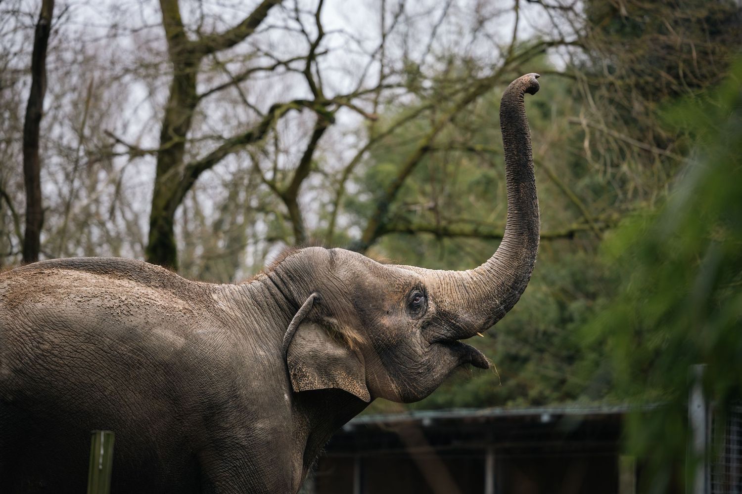ROTTERDAM - Blijdorp elephants