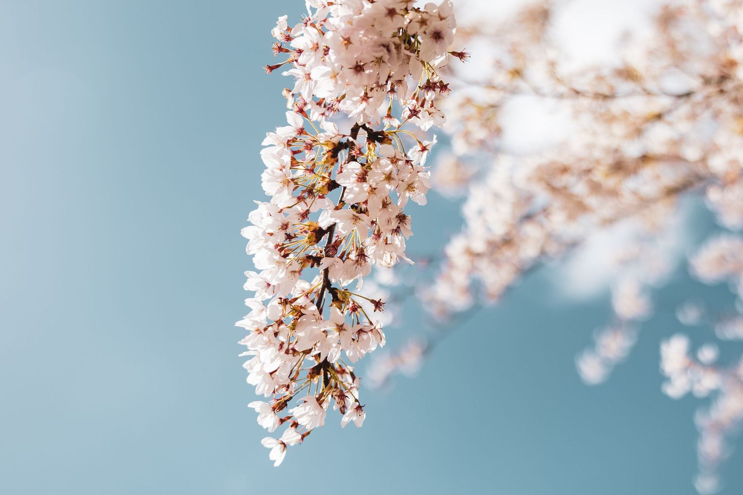 YPENBURG - Cherry blossoms