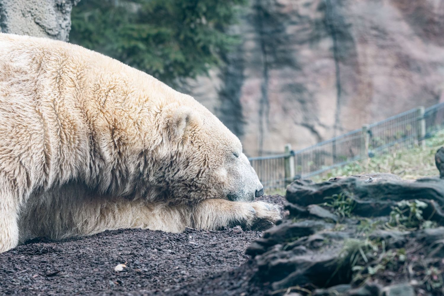 ROTTERDAM - Polar bear sleeping at Blijdorp zoo