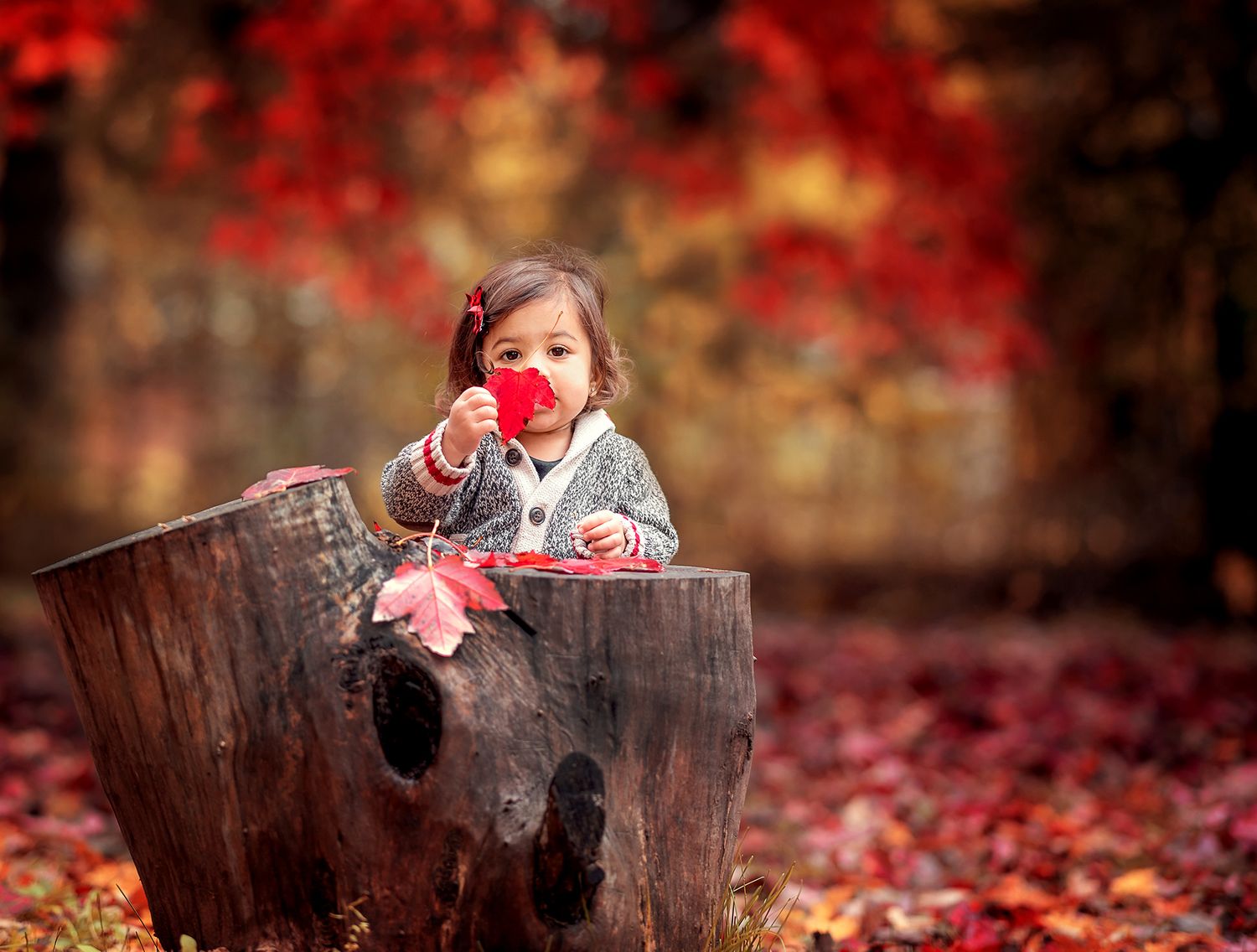 Toddler girl sitting on tree stump holding red apple among colorful autumn leaves in fall outdoor setting.