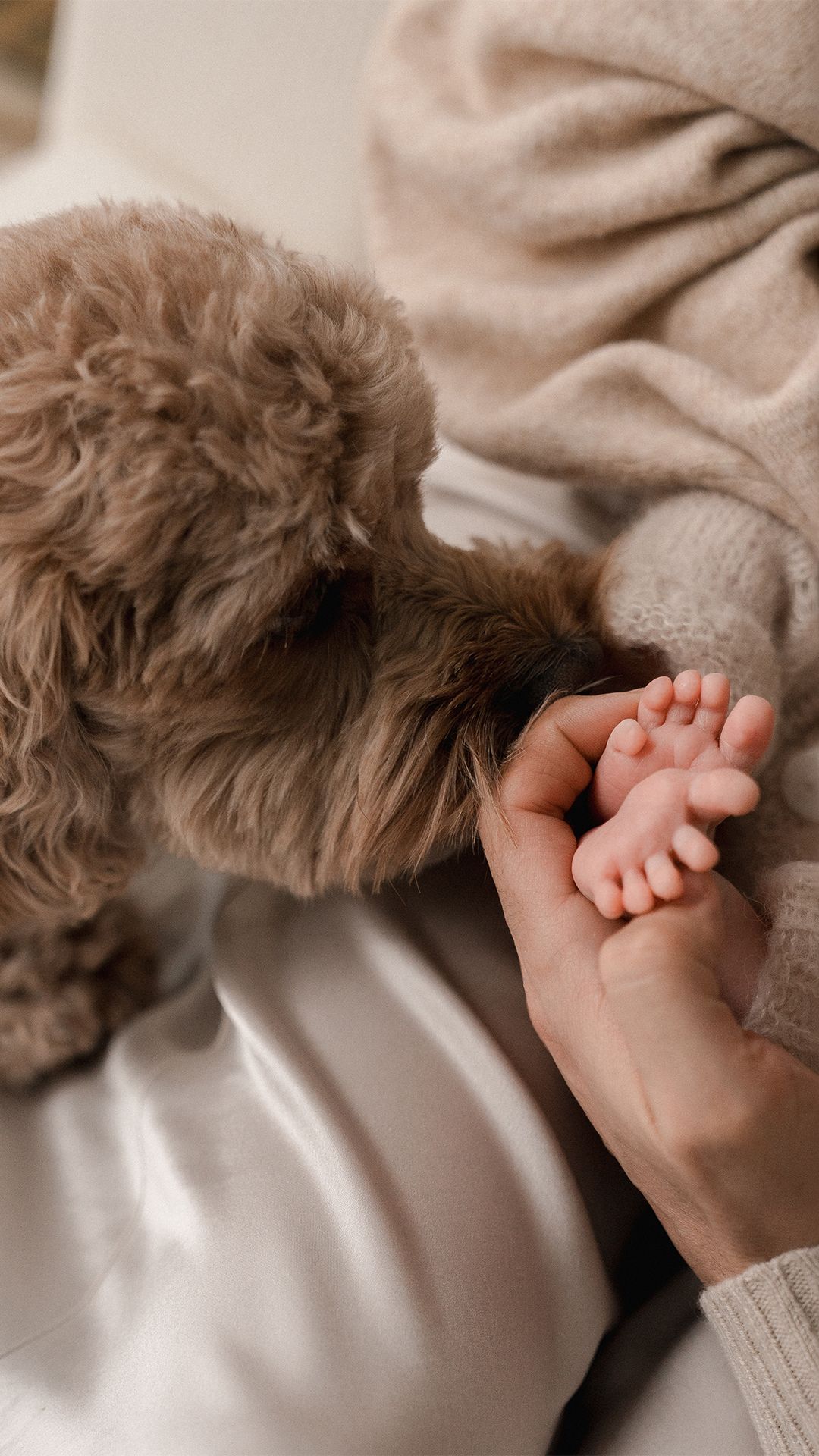 Fluffy brown goldendoodle puppy sniffing the tiny bare feet of a newborn baby held gently in a parent's hand on a cozy cream couch.