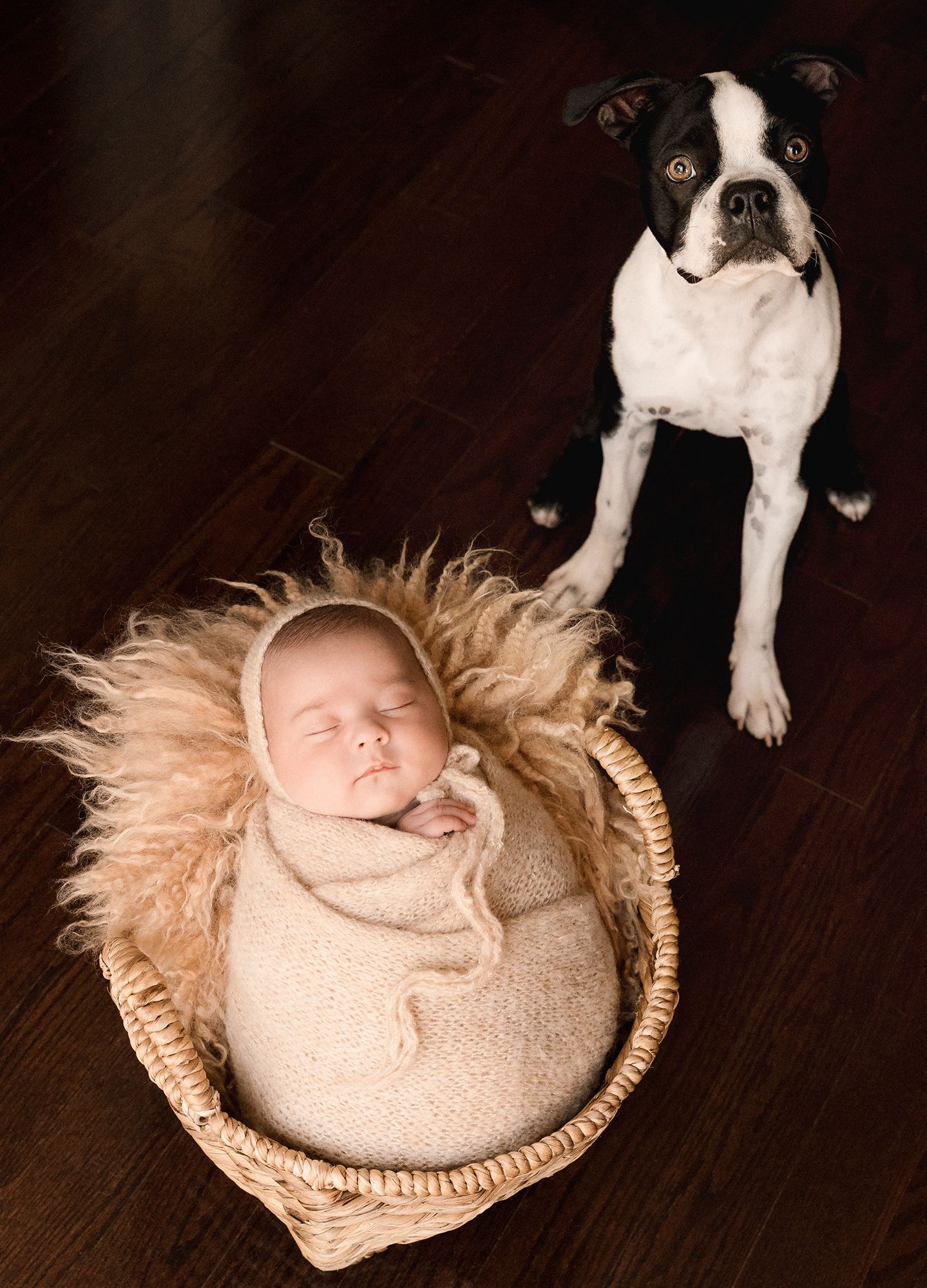 Sleeping newborn baby swaddled in cream wrap and bonnet in a wicker basket with a Boston Terrier dog sitting beside it on a wood floor.