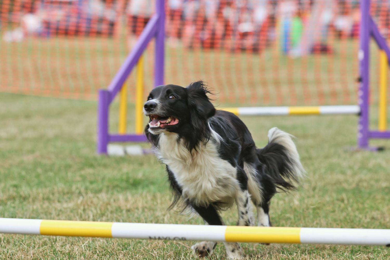 A collie dog jumping over an agility jump