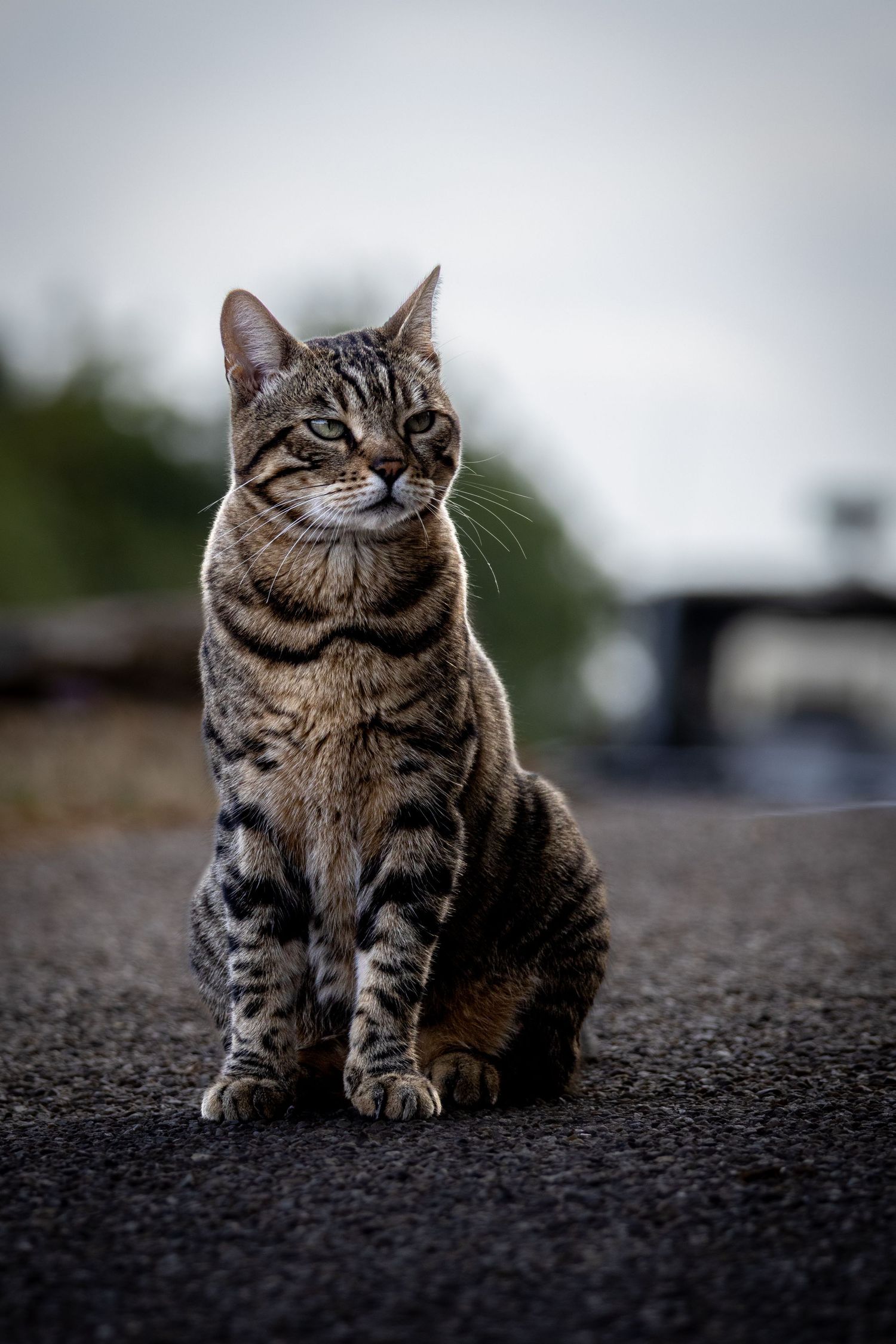 A cat on a path looking ponderous