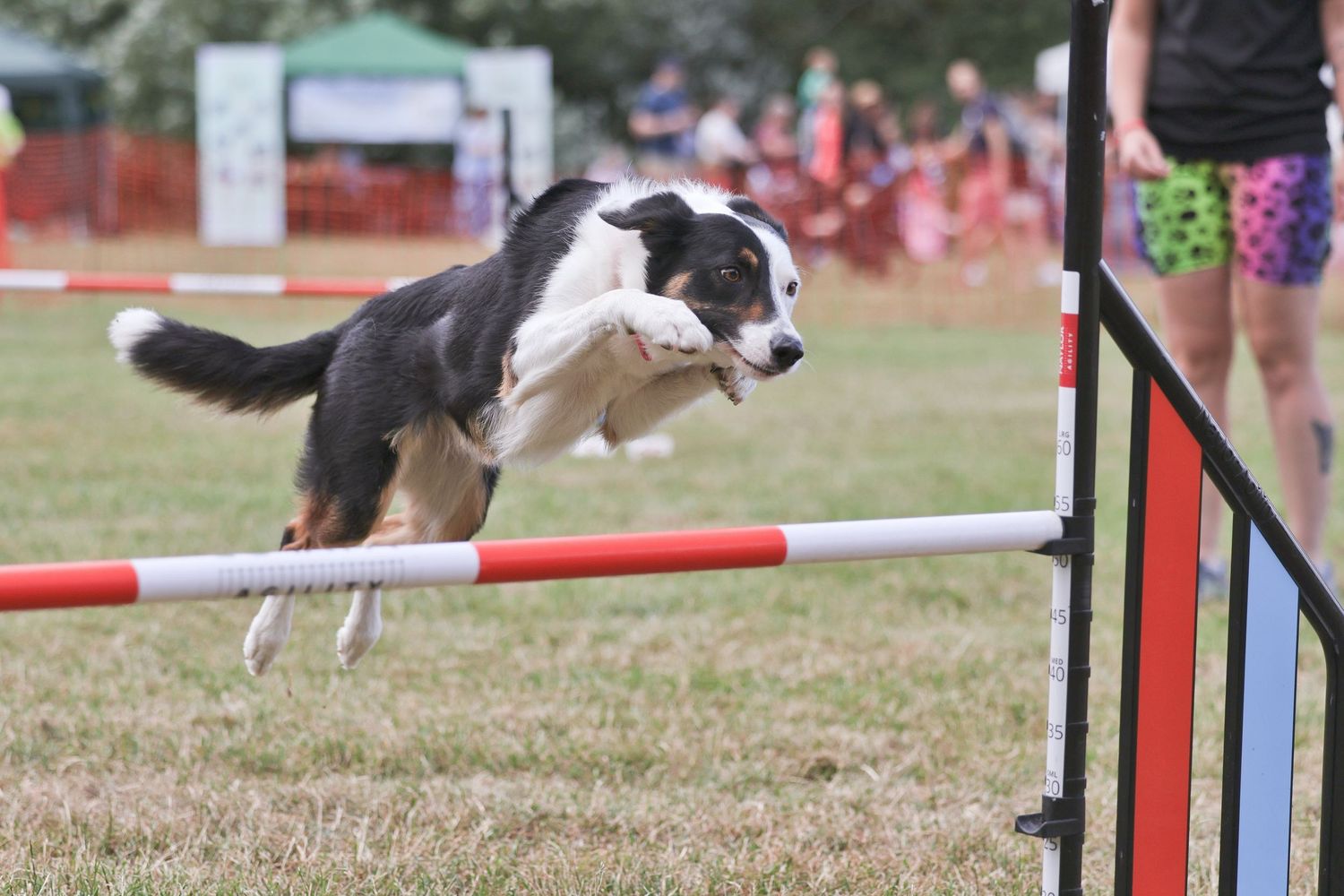 A collie dog jumping over a high jump
