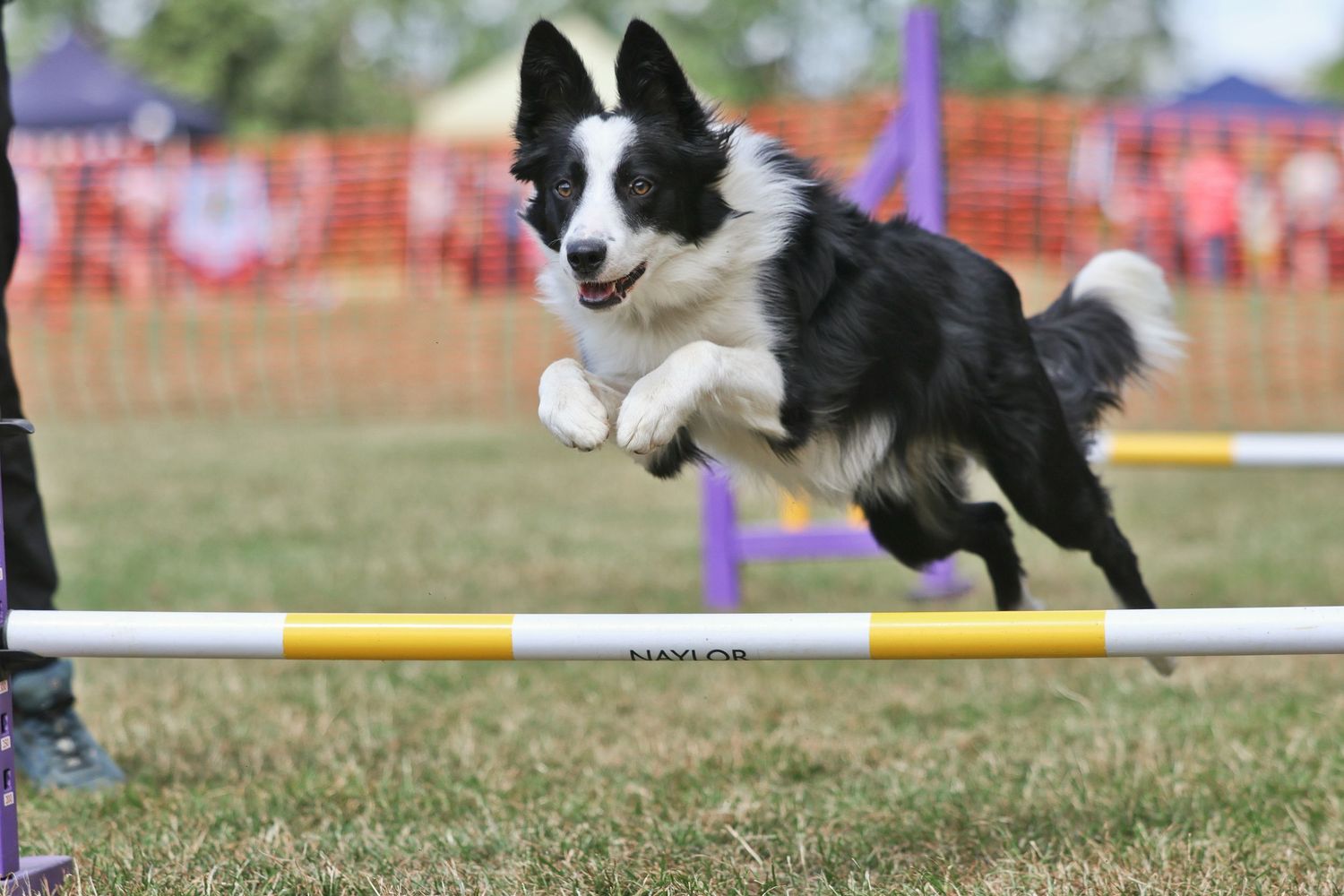 A collie dog jumping over a low jump