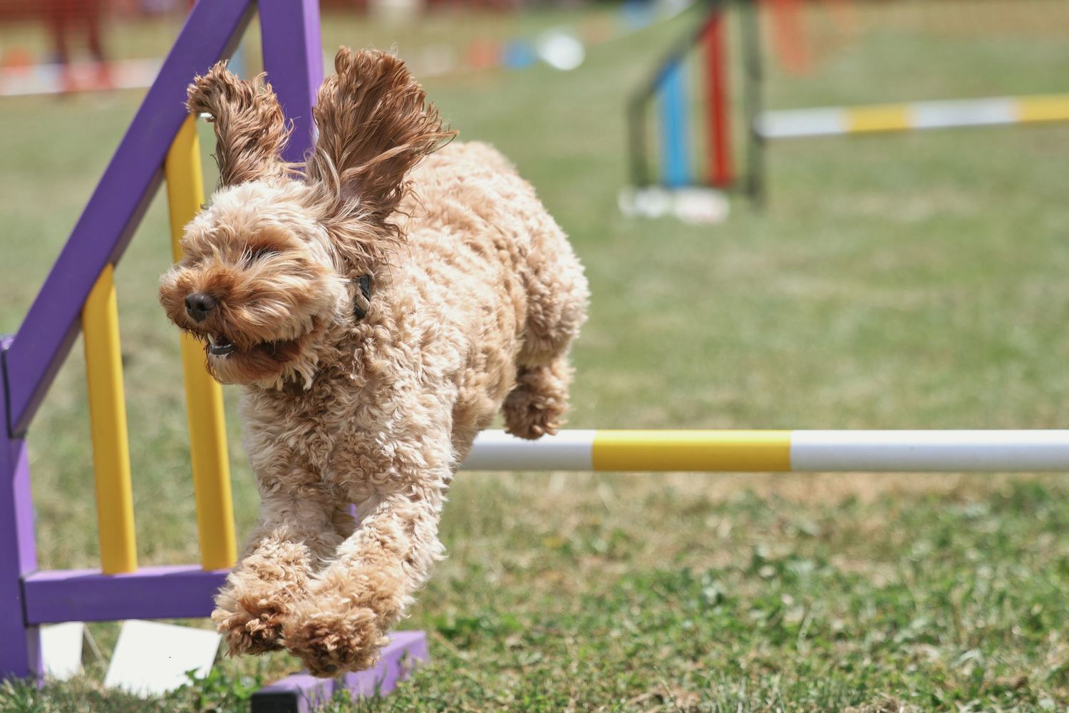 A cockapoo jumping over an agility jump