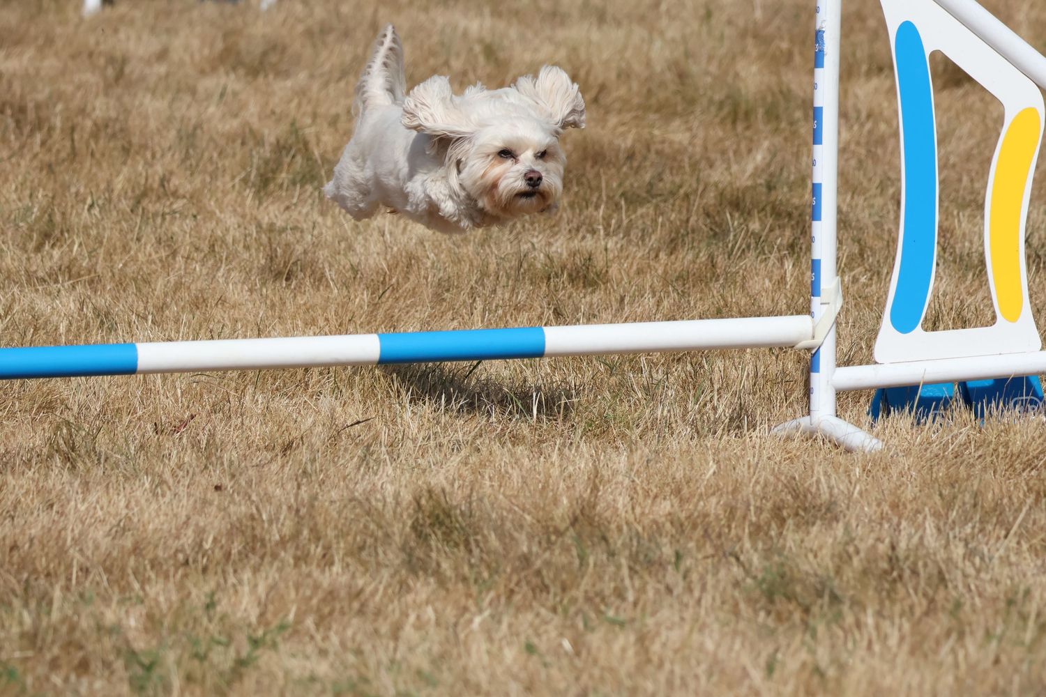 A small white dog jumping over a low jump