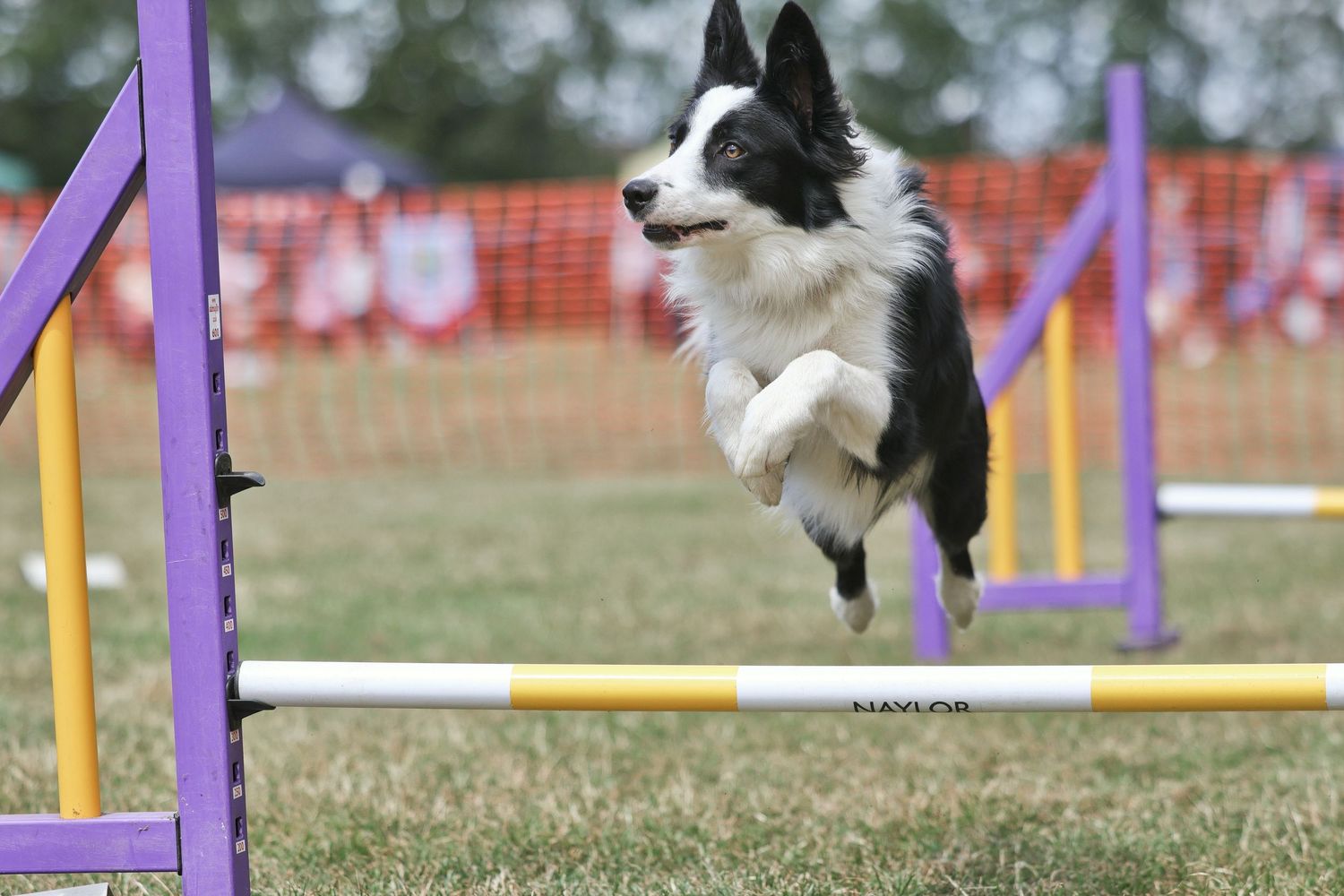 A collie dog jumping over a low jump