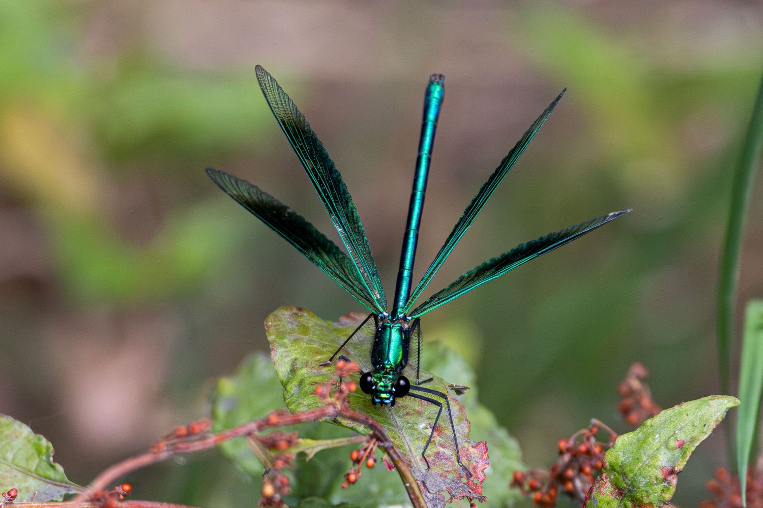 A damselfly with it's wings open