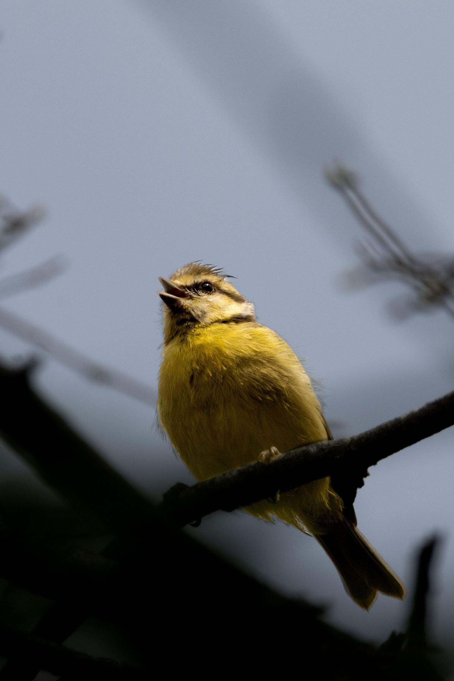 A yellow bird on a branch