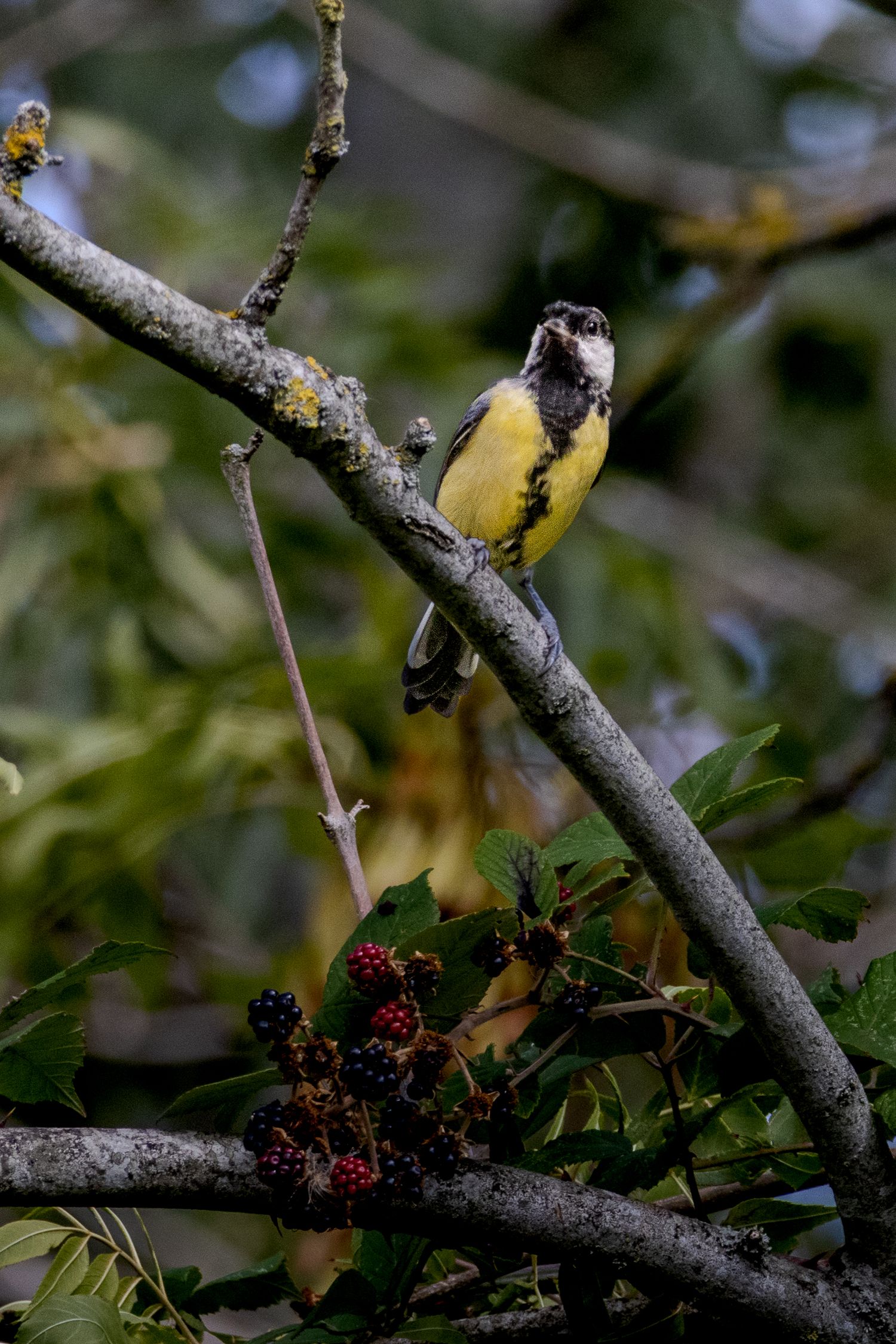 A yellow and black bird on a branch