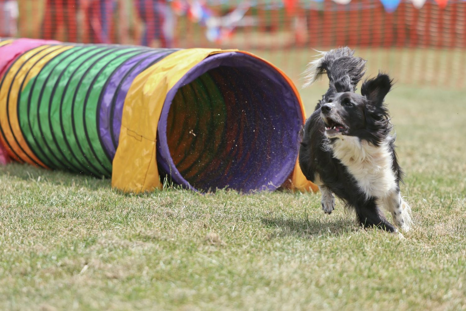 A collie dog running out of a tunnel