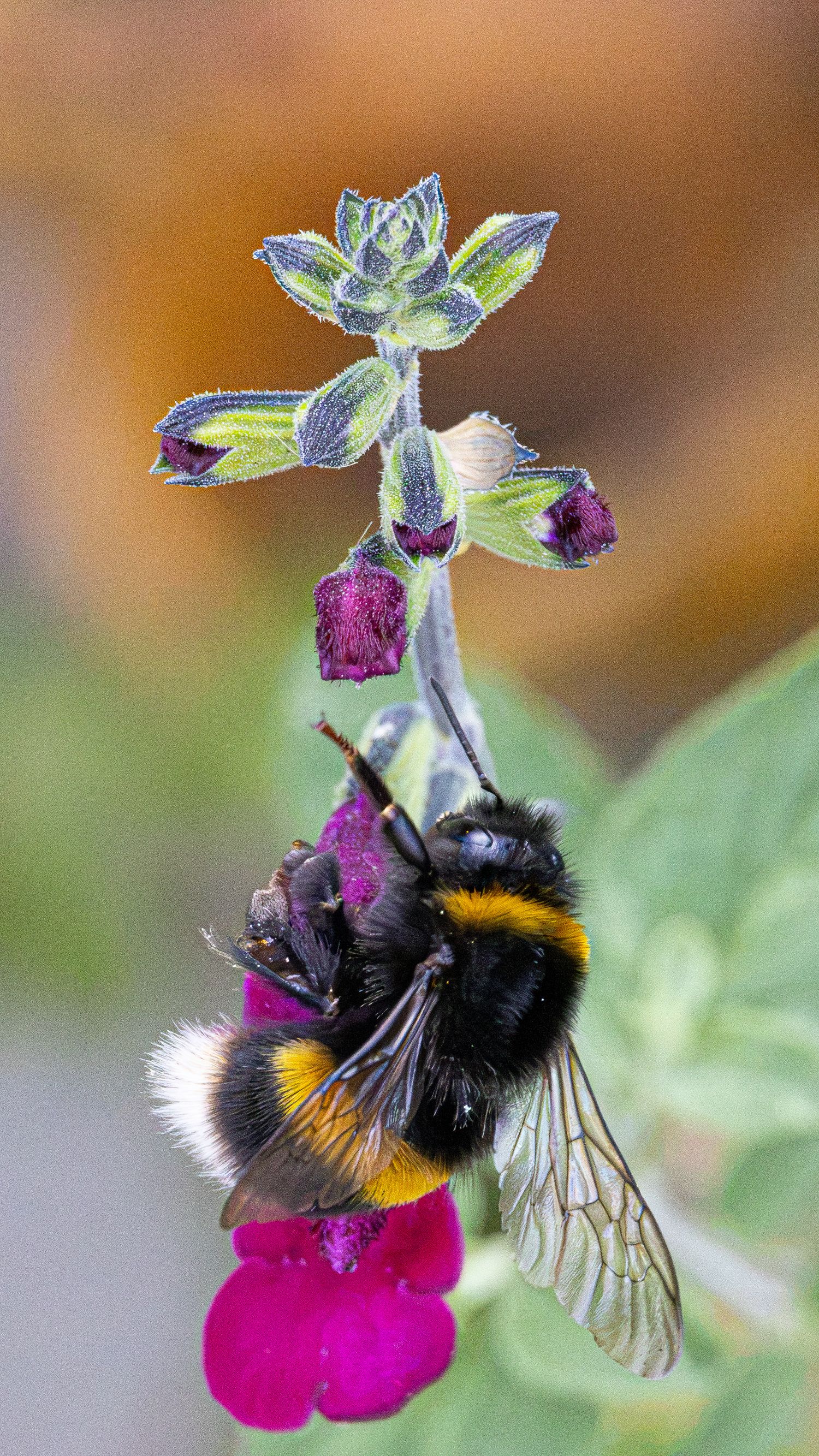 A bee on a saliva plant