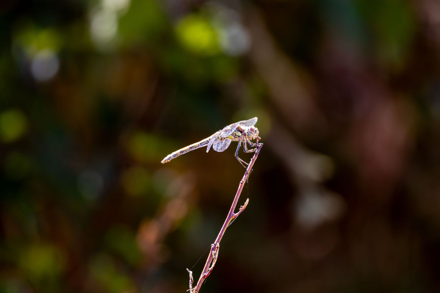 A damselfly on a stick