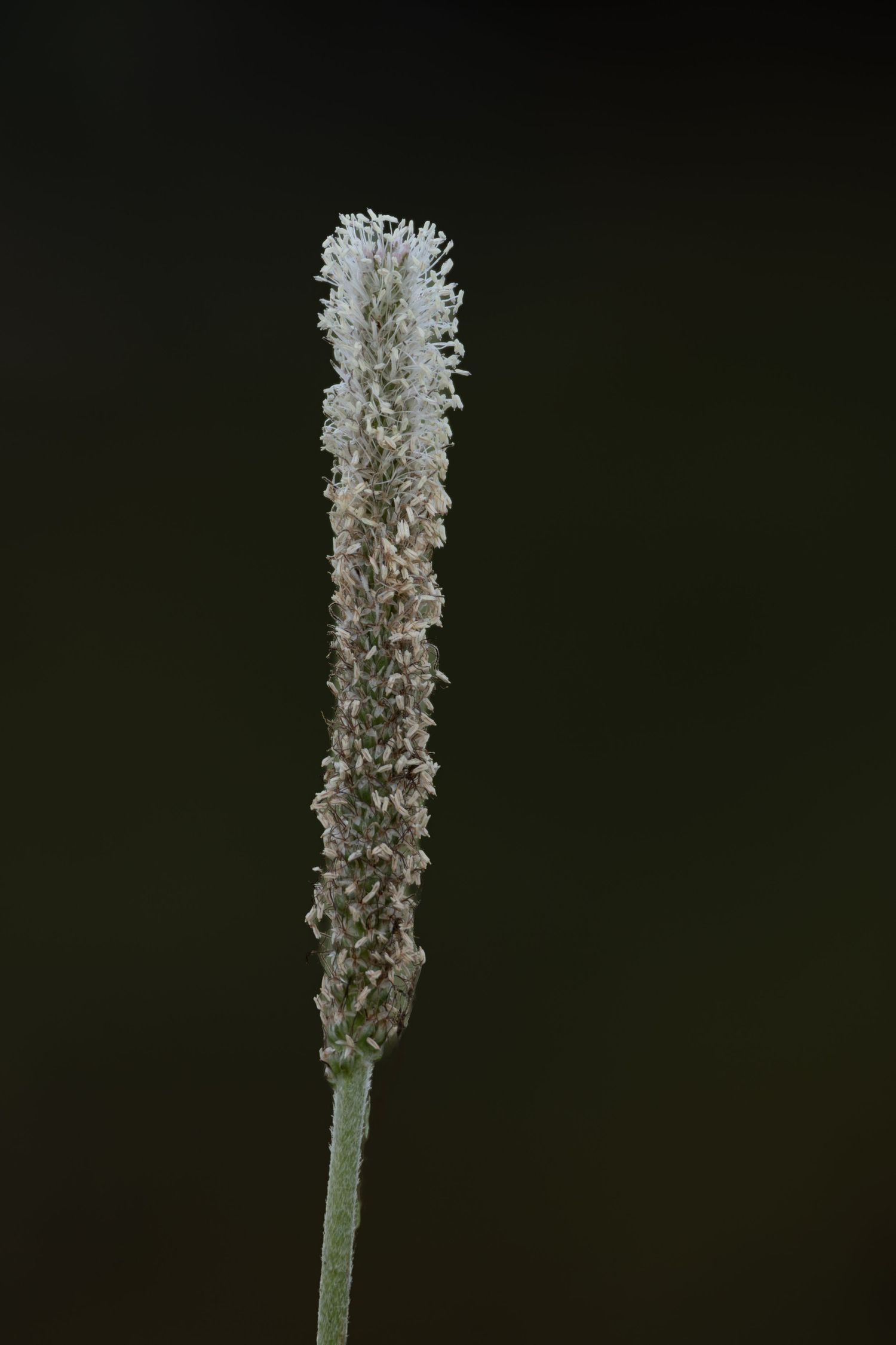 A grass blade with a black background