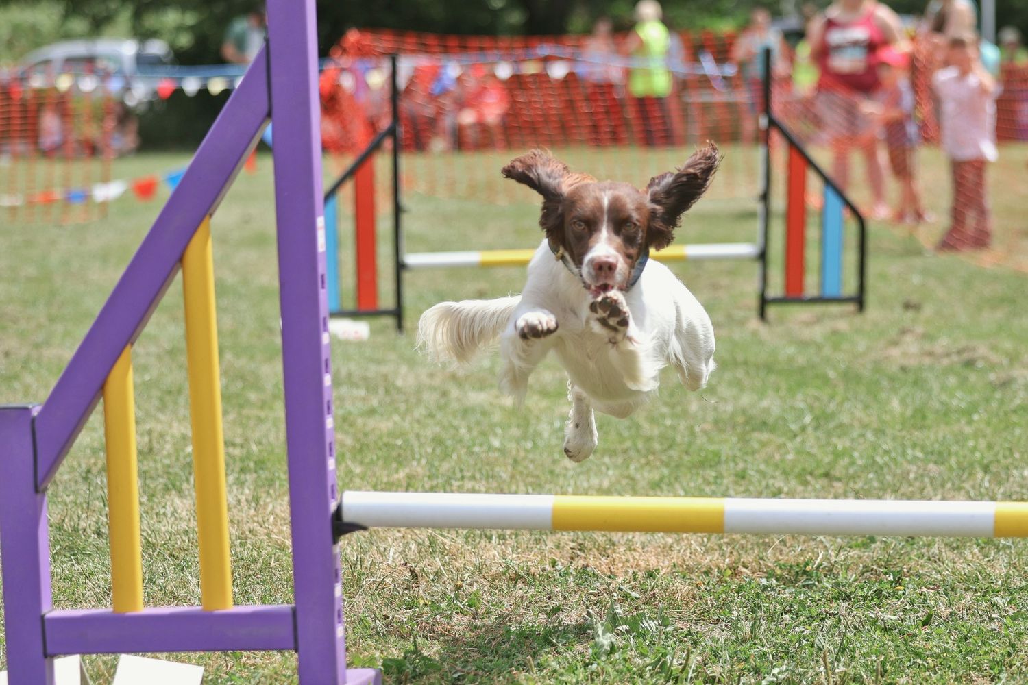 A spaniel dog jumping over a low jump