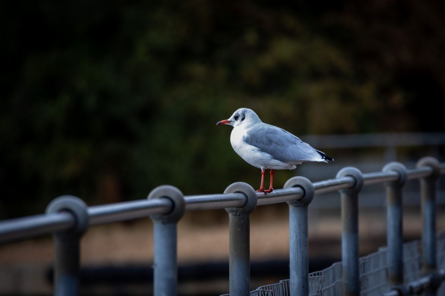 A seagull on railings