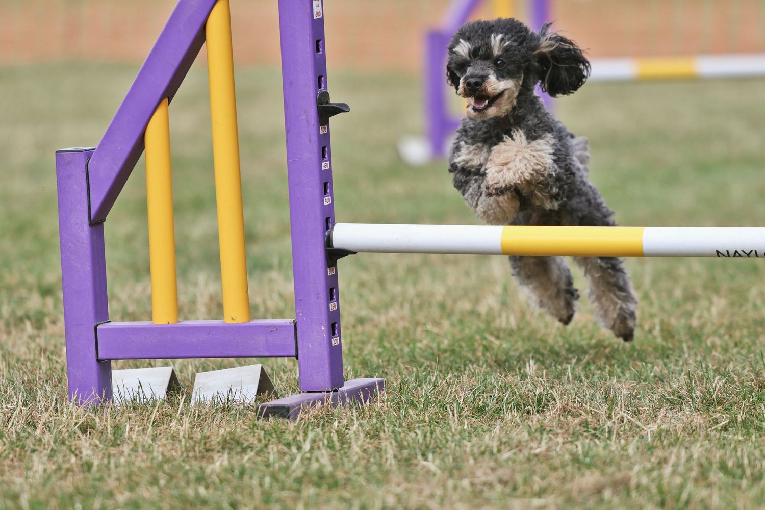 A fluffy brown and tan dog jumping over an agility jump